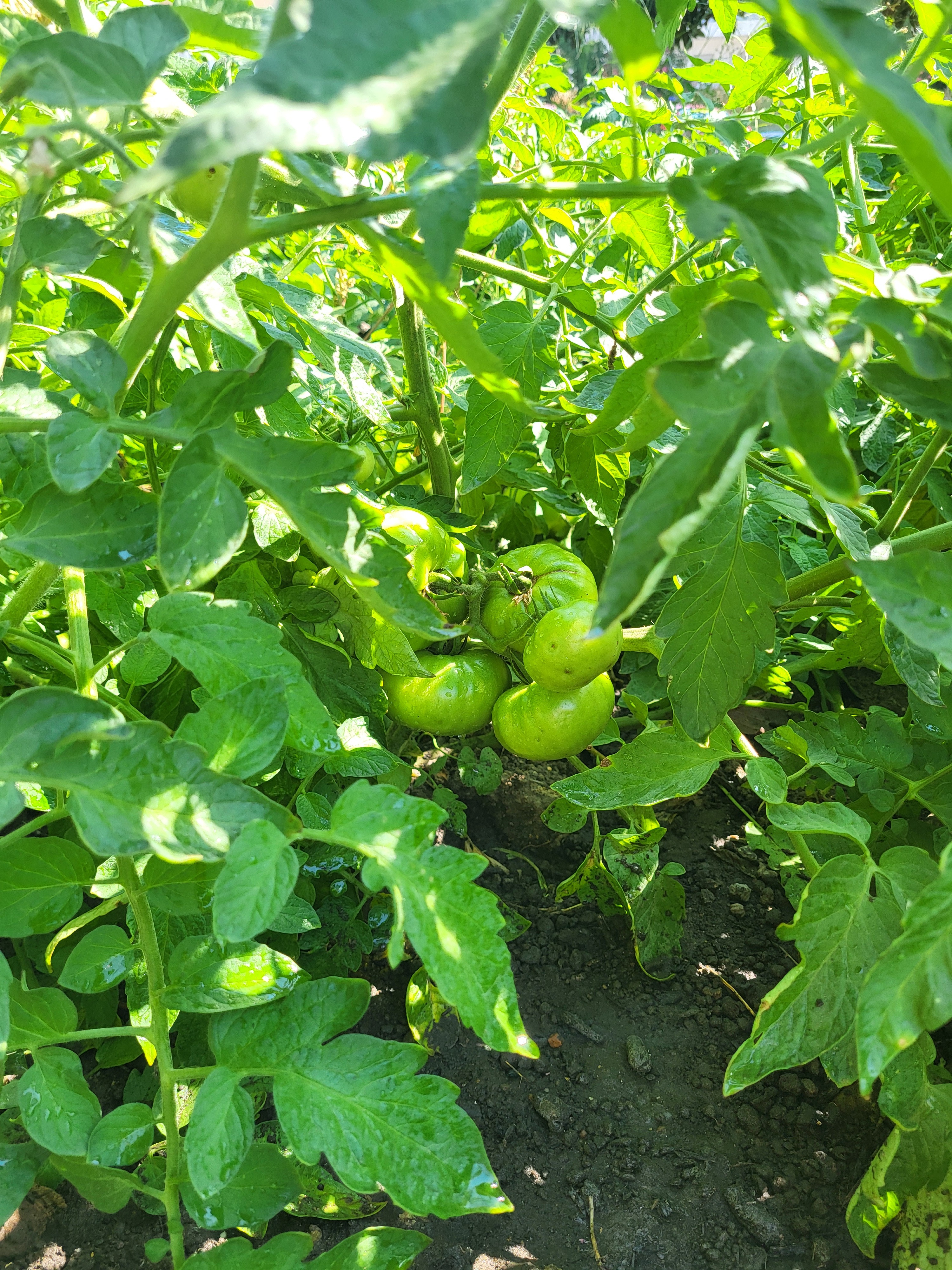 Tomateiros com tomates