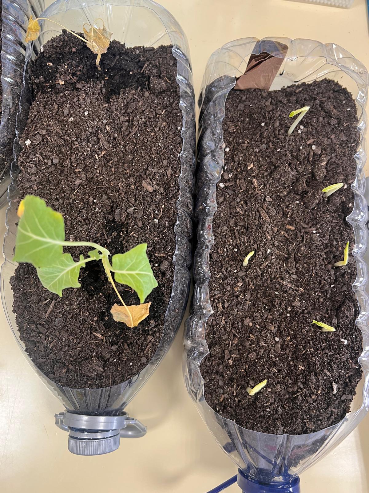 Sementeira de favas, favas a germinar e plantação de brócolos.