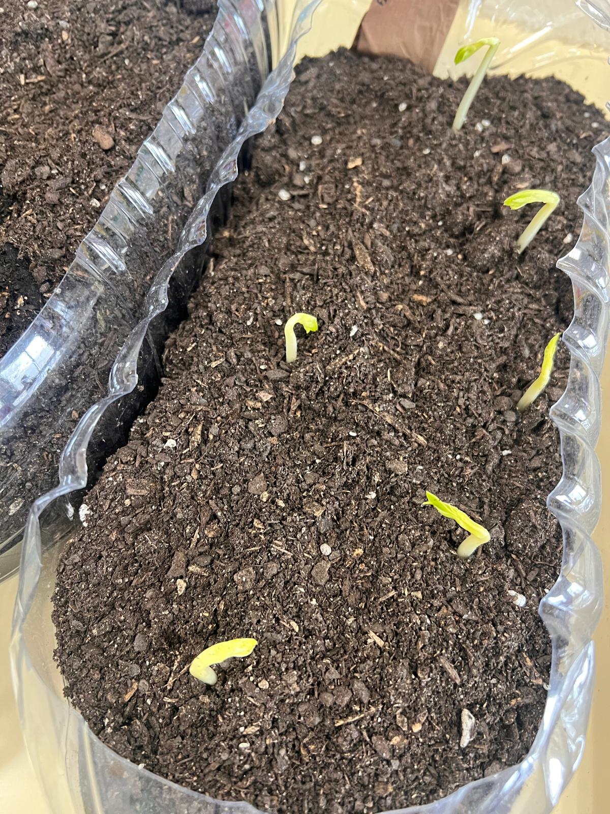 Germinação das favas.