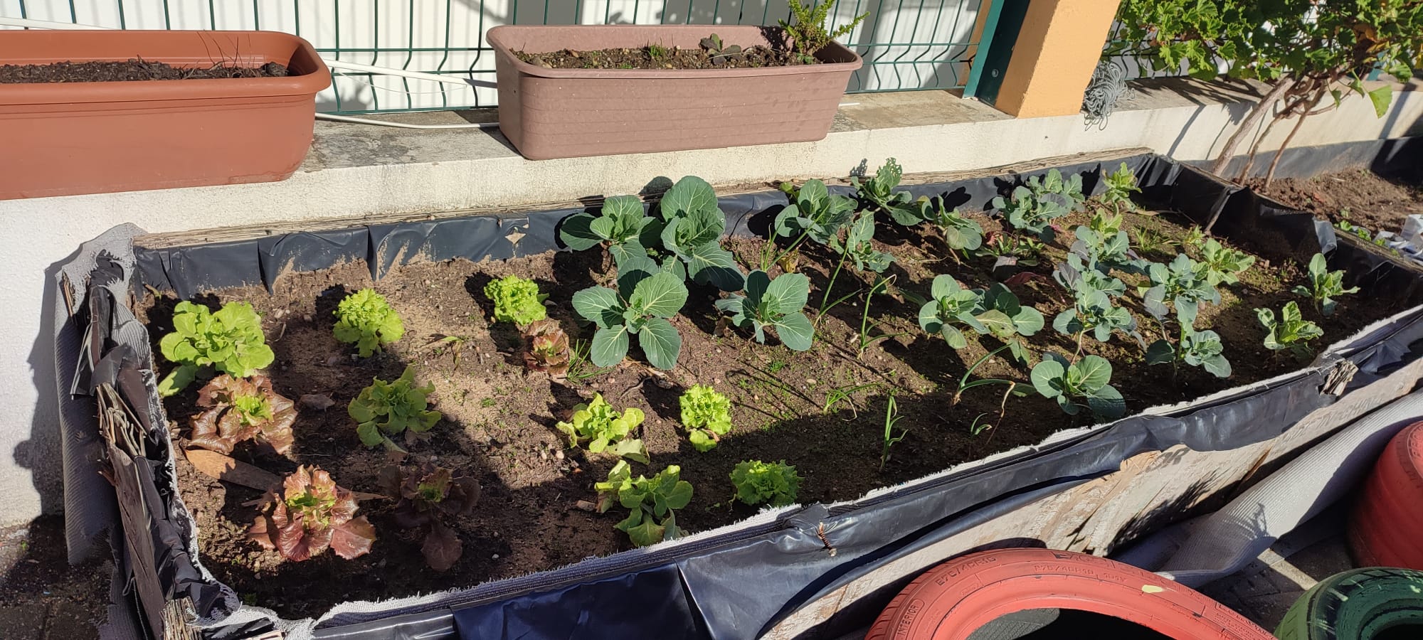 Plantação de hortícolas.