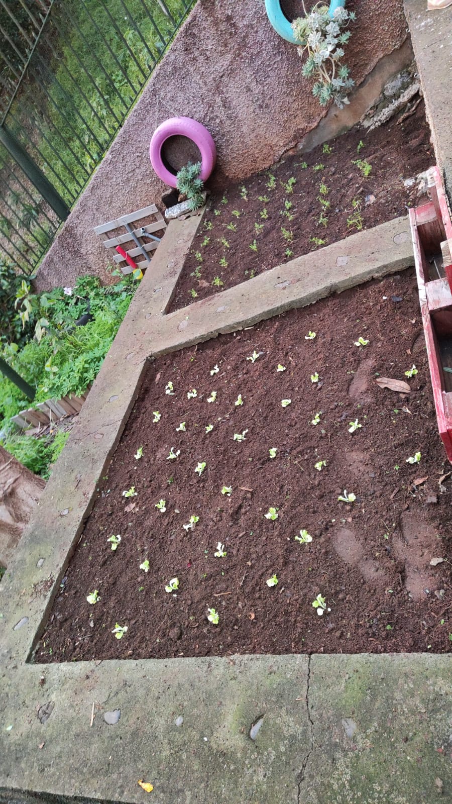 Plantações da Sala dos Carinhos e dos Amiguinhos (alfaces e cenouras).