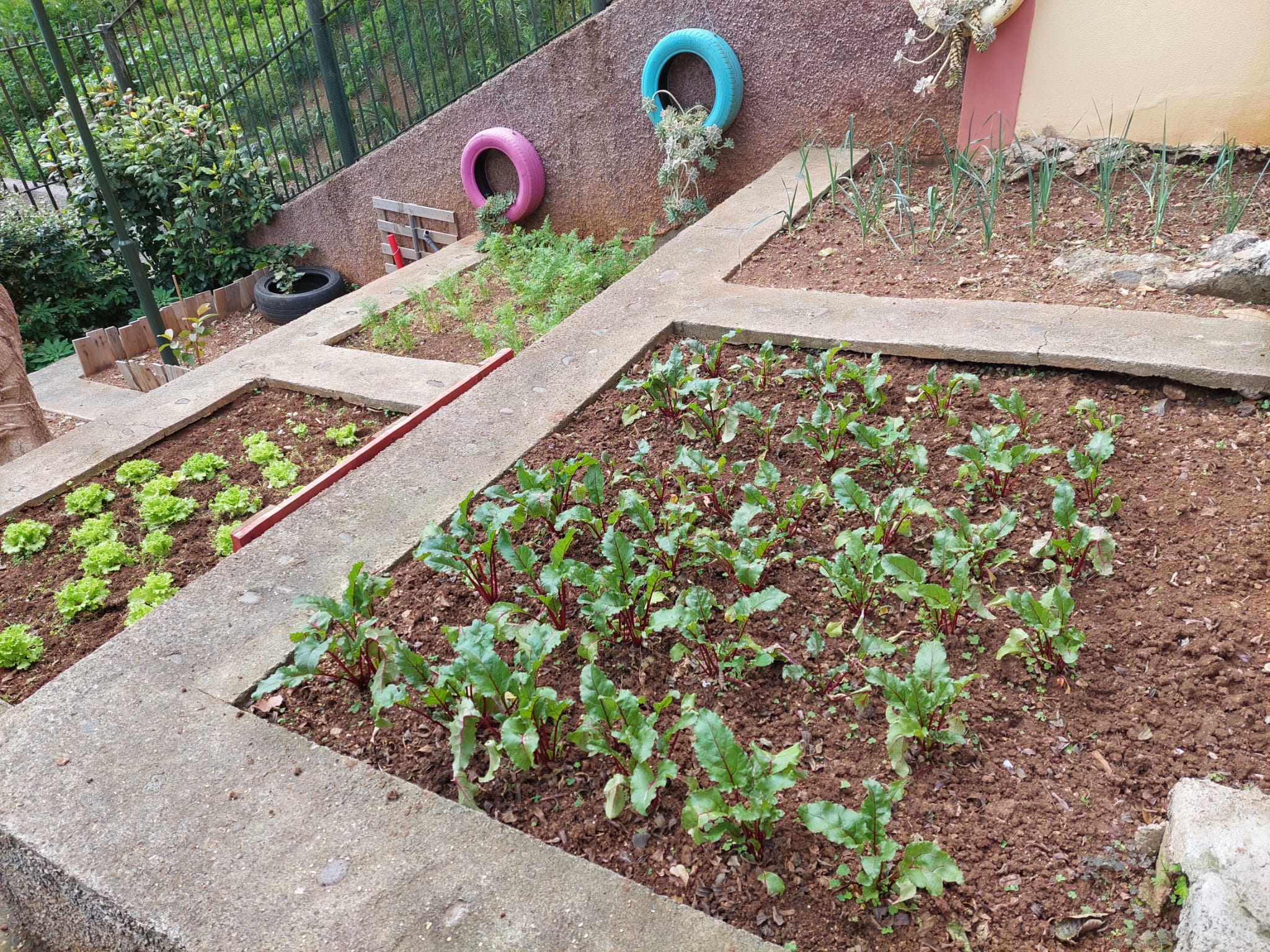 Plantações na horta biológica de quatro salas do Jardim-de-Infância, no mês de março.