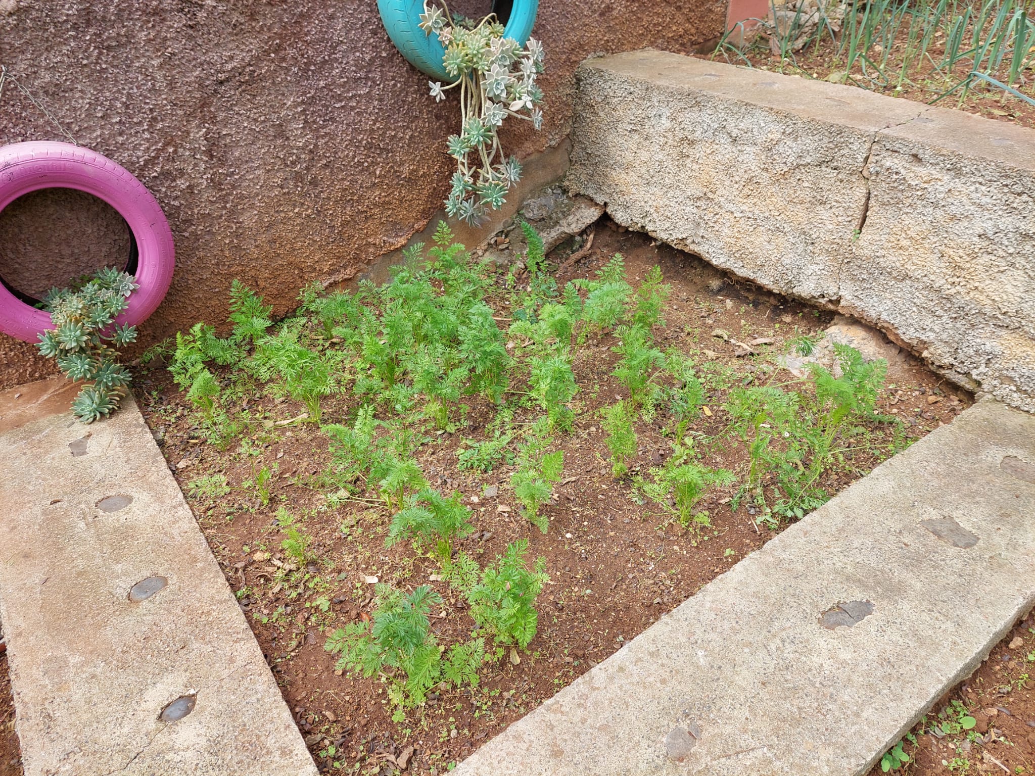 Plantação da Sala dos Amiguinhos (cenouras).