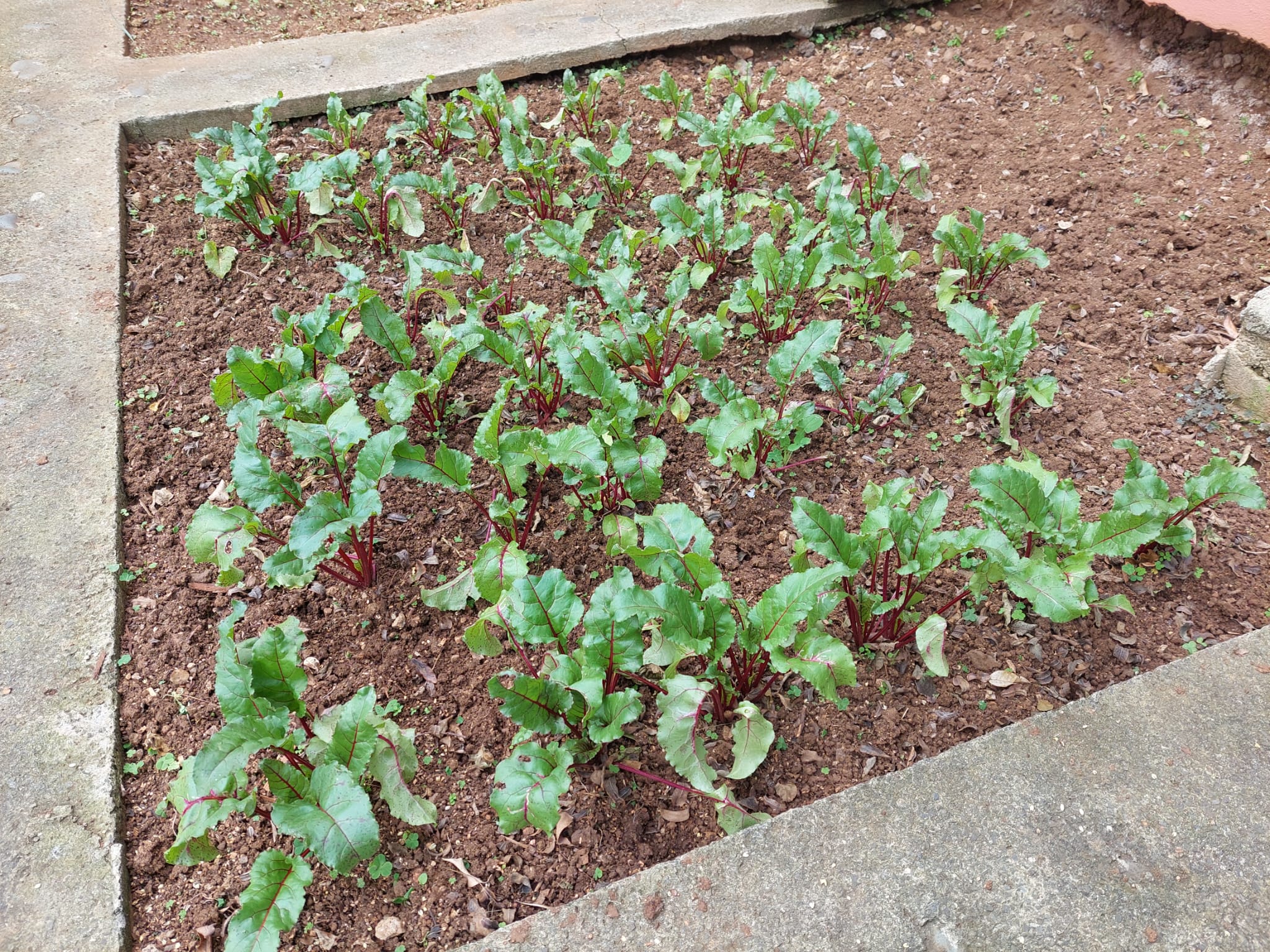 Plantação da Sala dos Sorrisos (beterrabas).