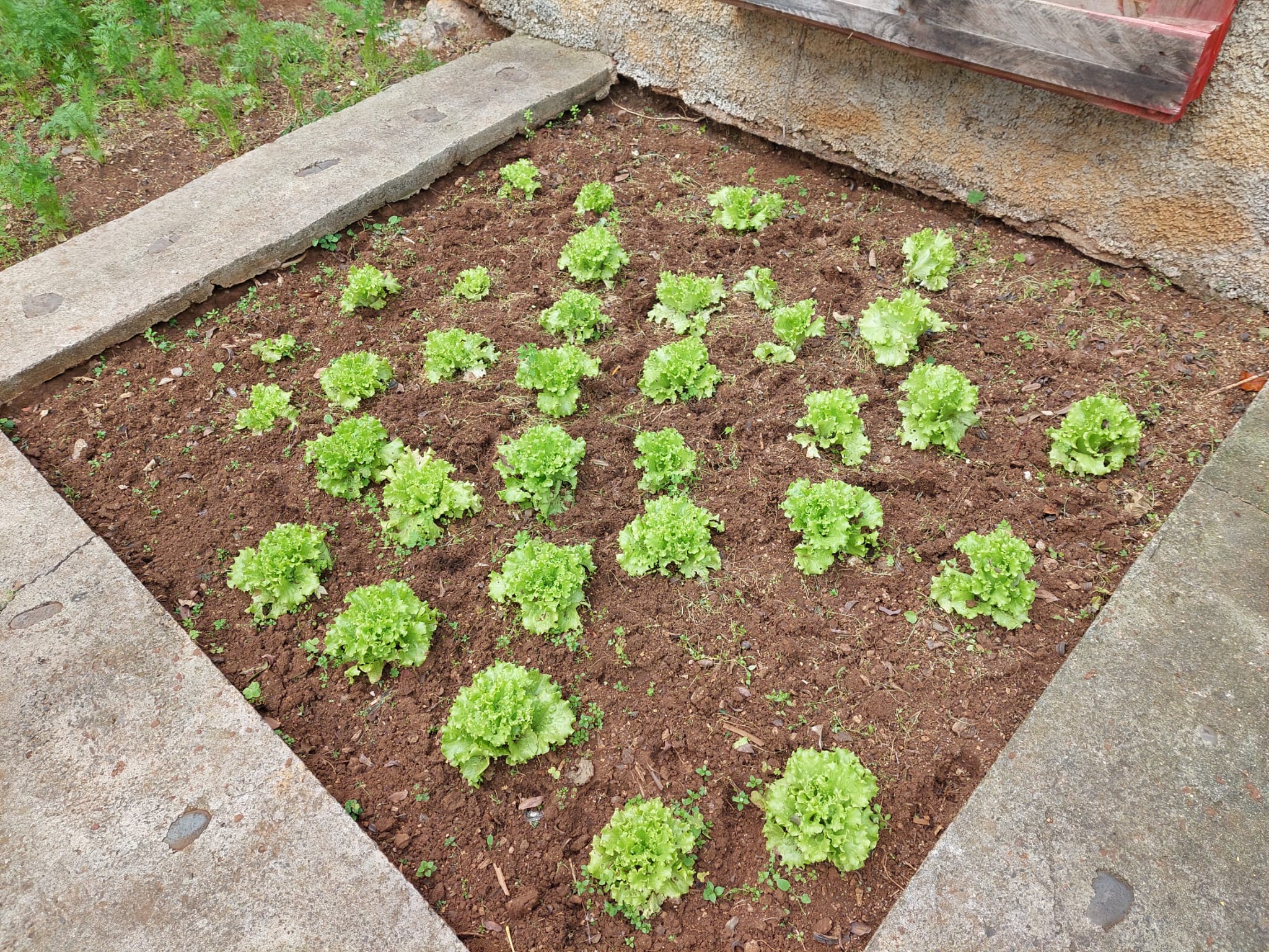 Plantação da Sala dos Carinhos (alfaces).