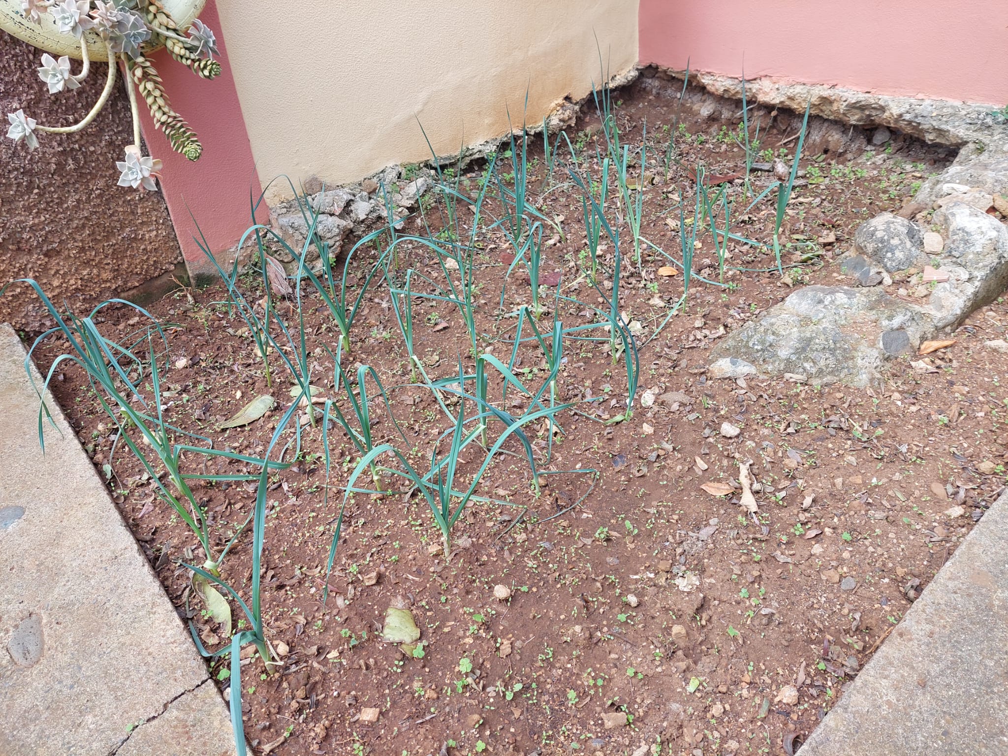 Plantação da Sala dos Beijinhos (alho francês).