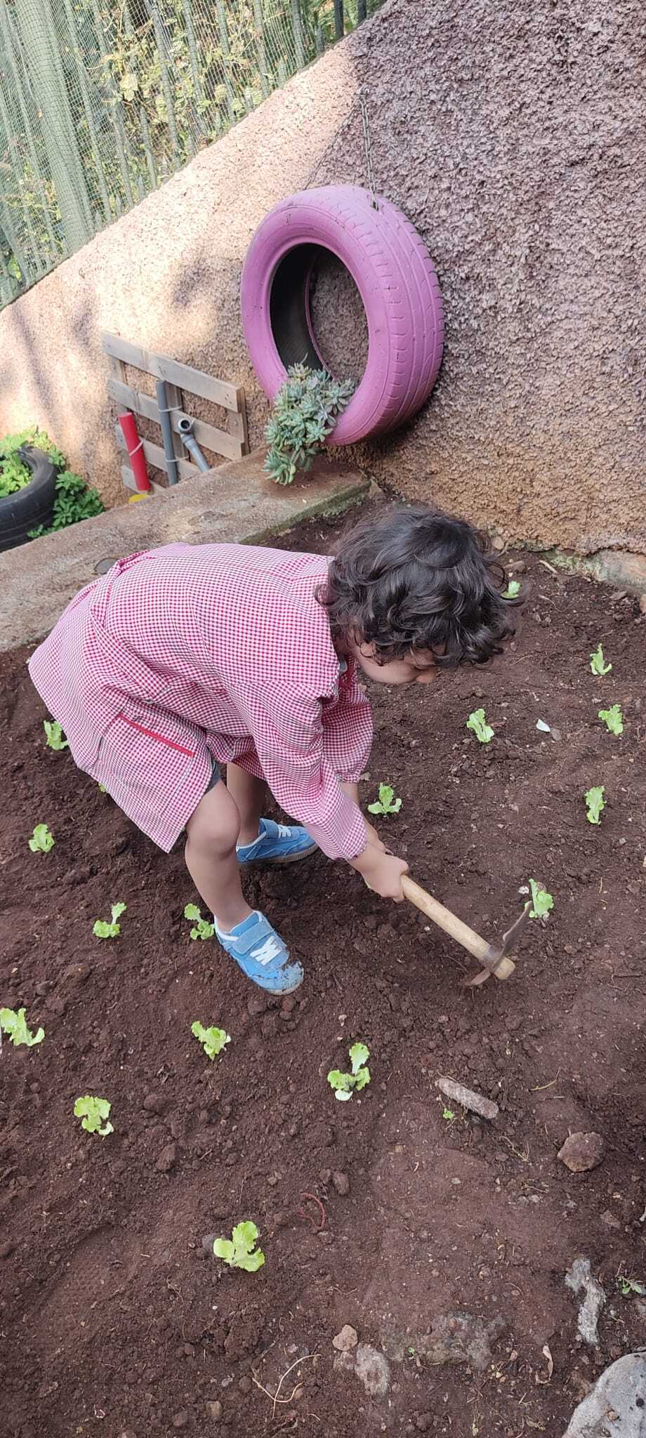 Criança da Sala dos Amiguinhos ajuda a plantar alfaces (2.ª plantação).