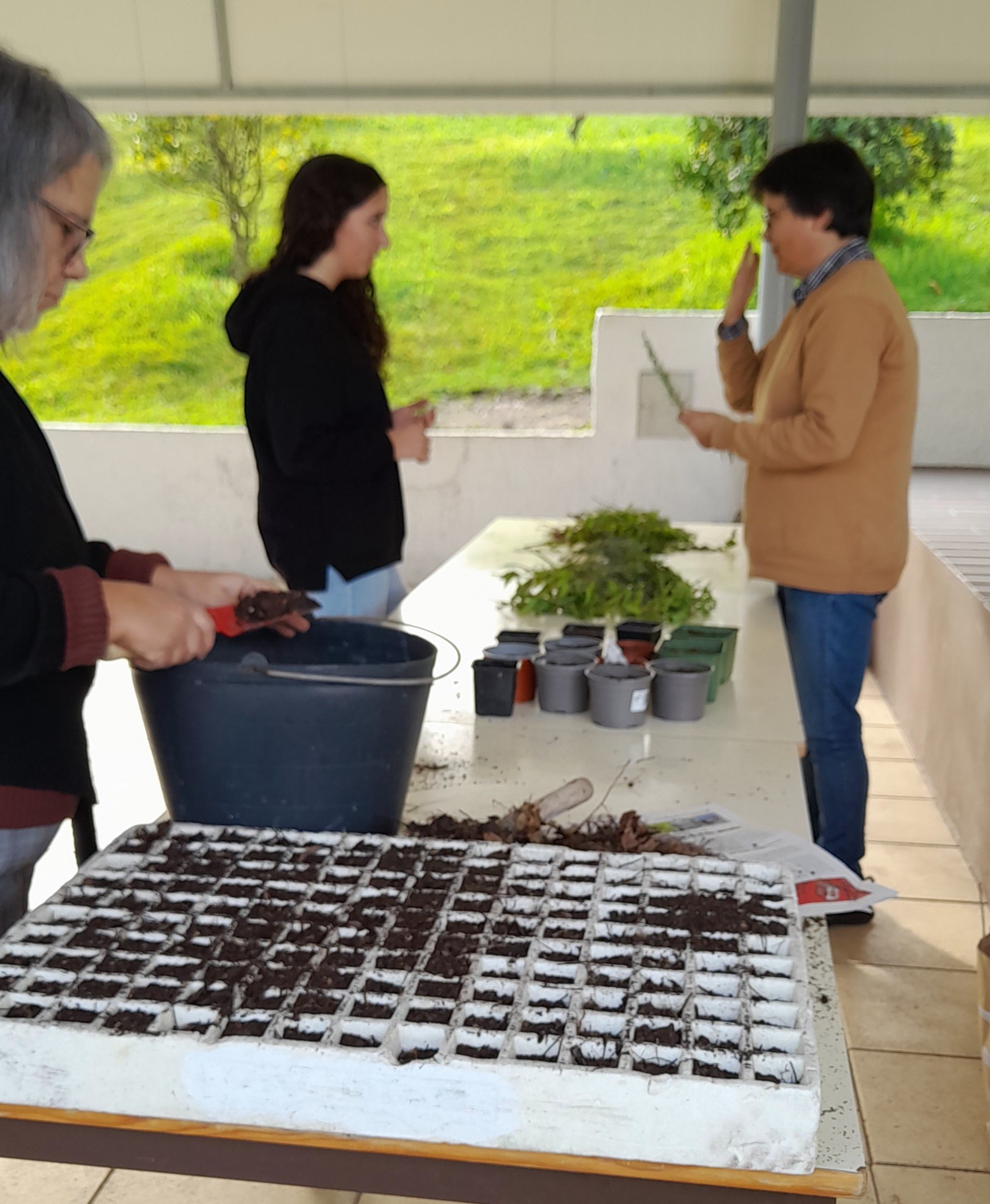 Oficina de ervas aromáticas.