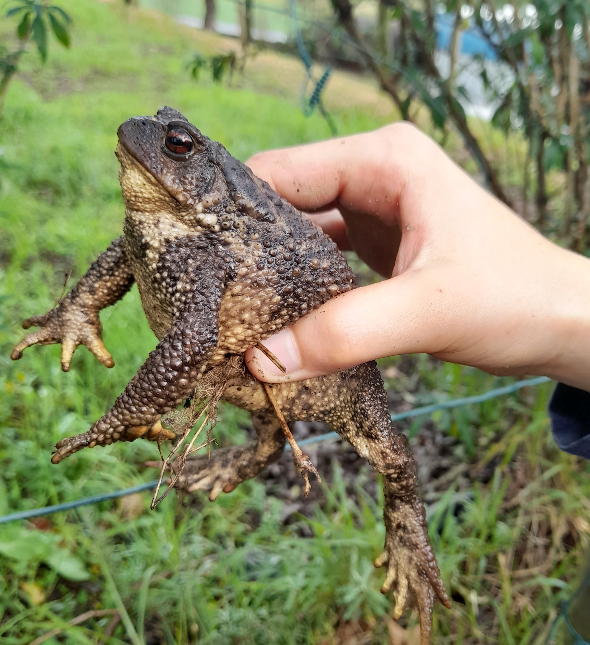 O sapo comum como auxiliar da horta.