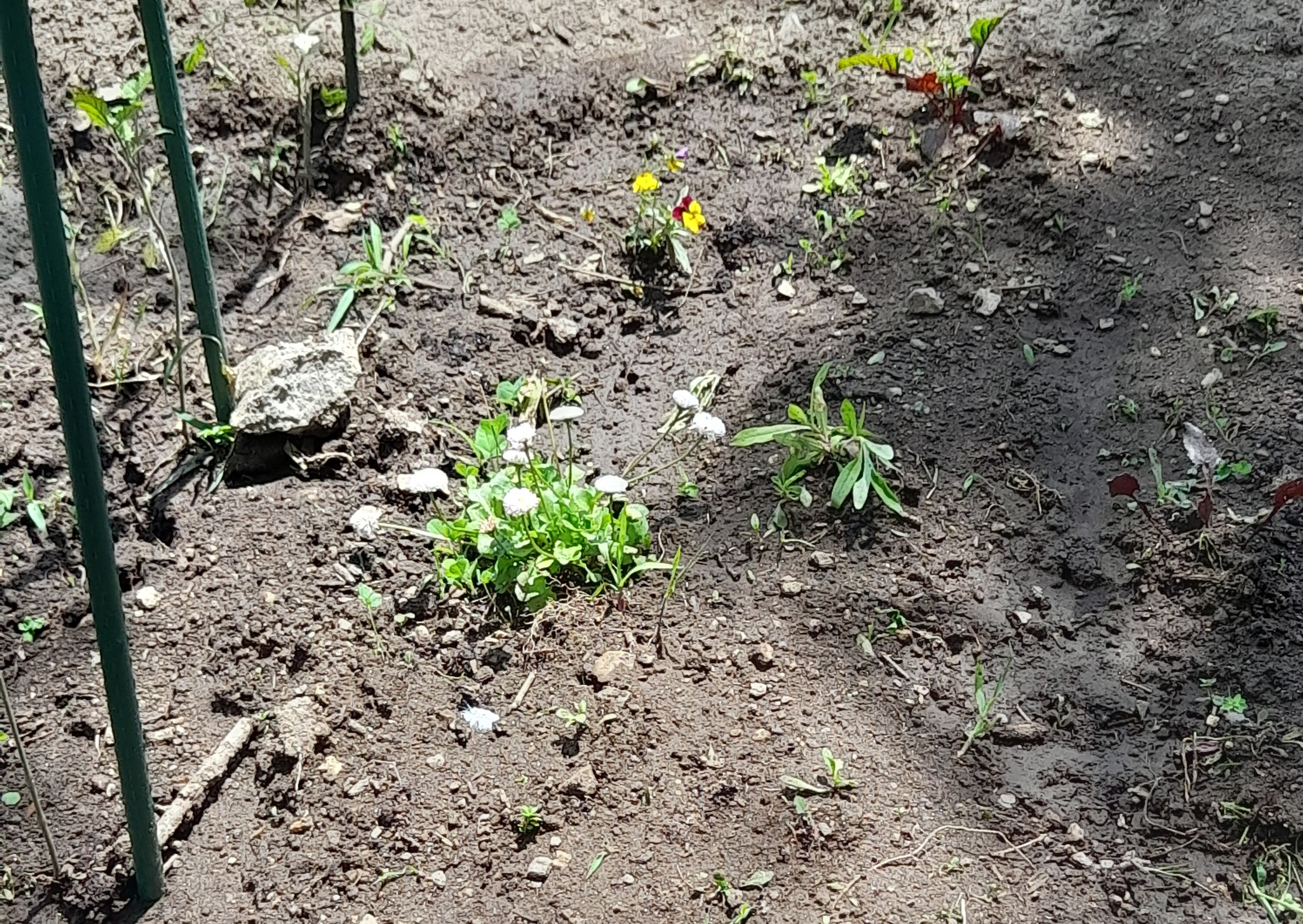 Incentivo aos polinizadores- flores na horta