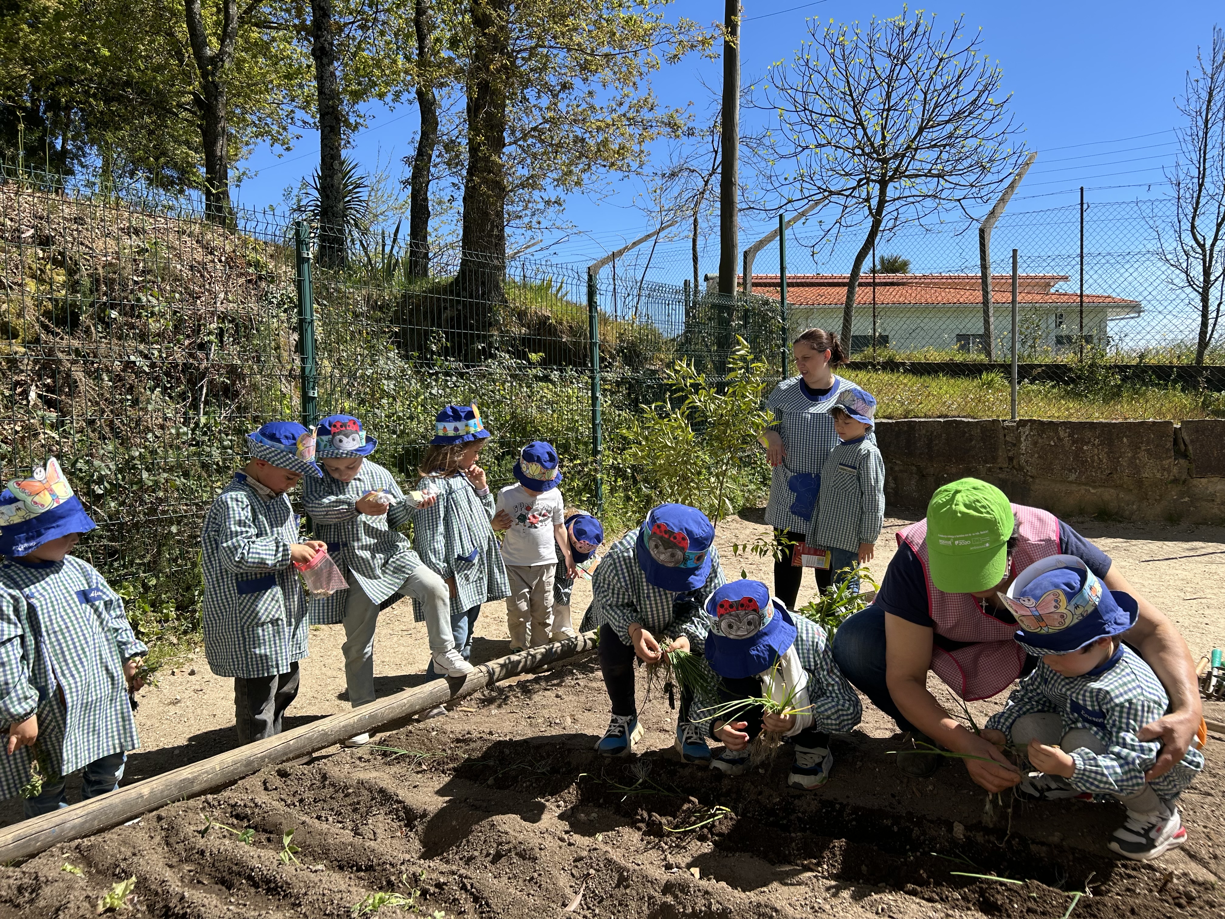 A avó, esteve a preparar a terra, de seguida ensinou a plantar o cebolo.
