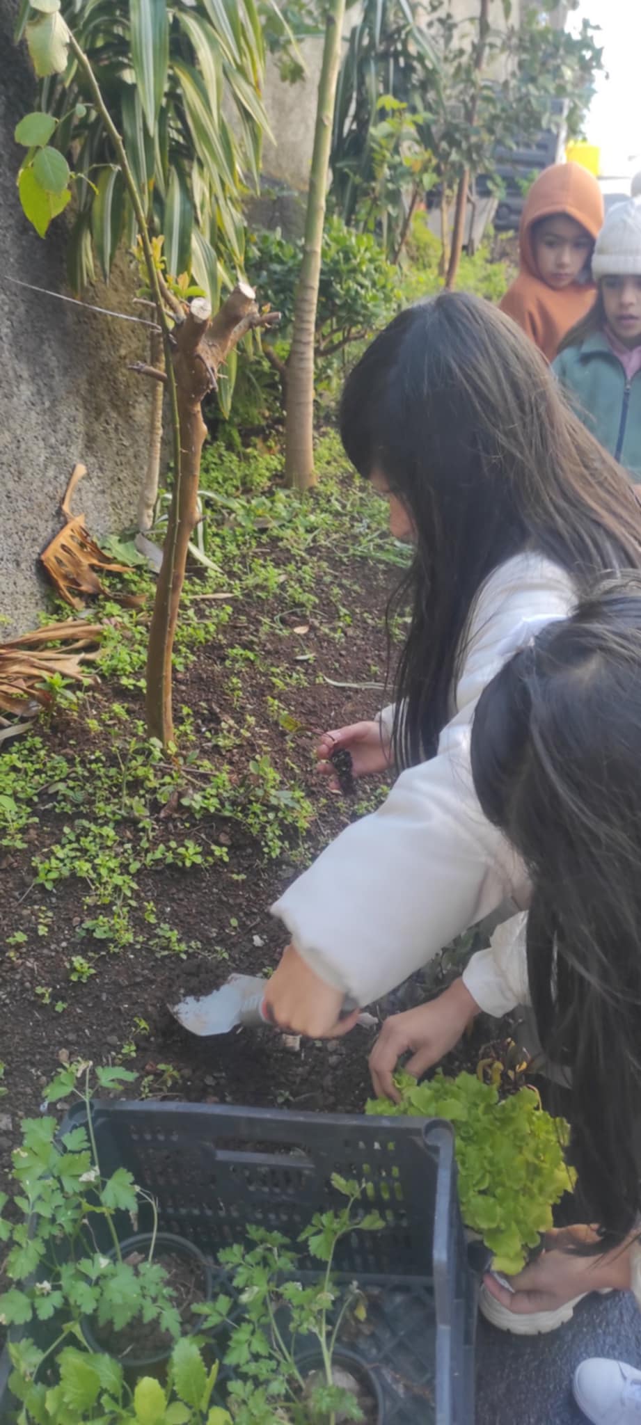 plantação de alfaces, nabos e beterrabas.