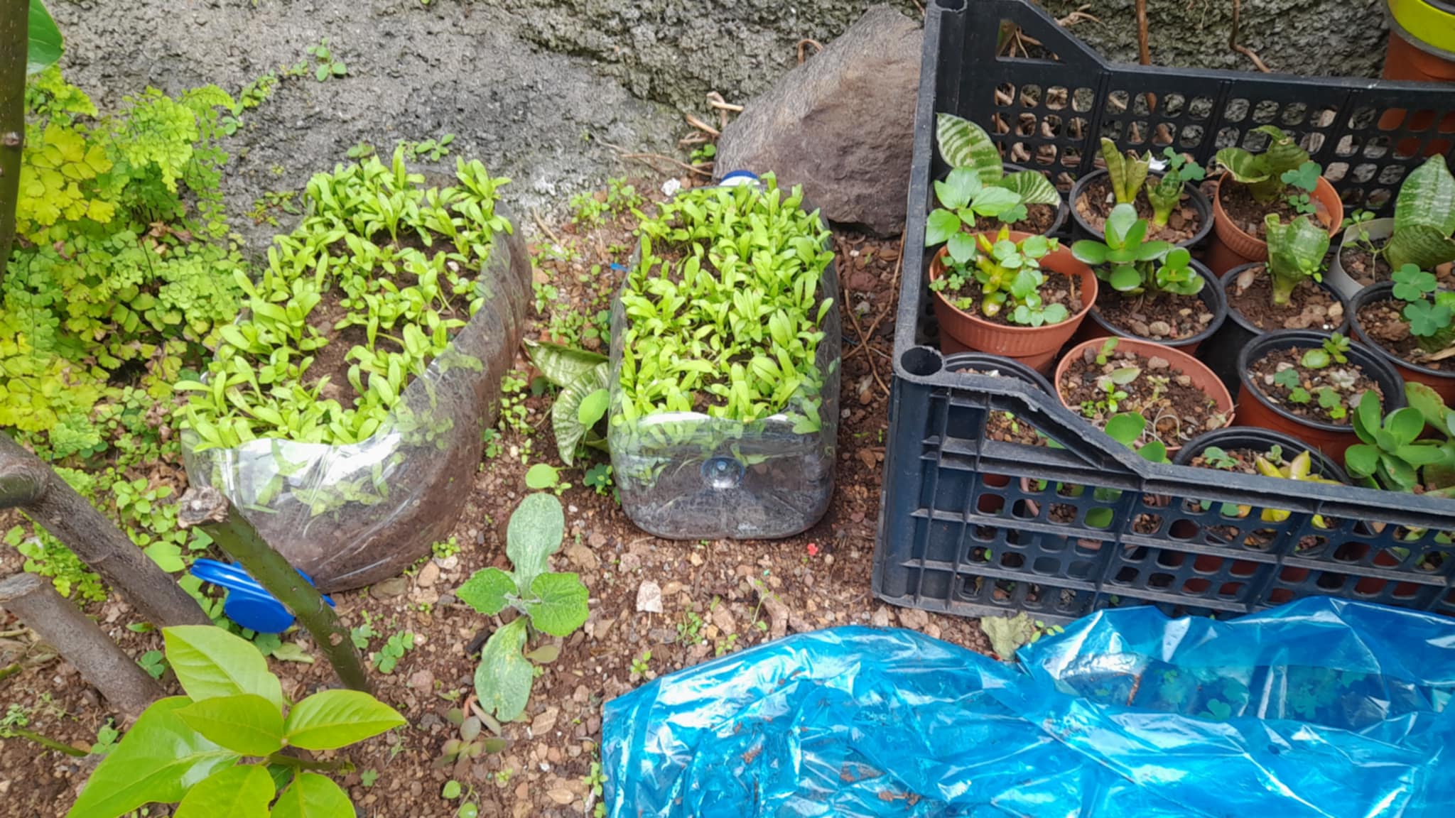 plantas
