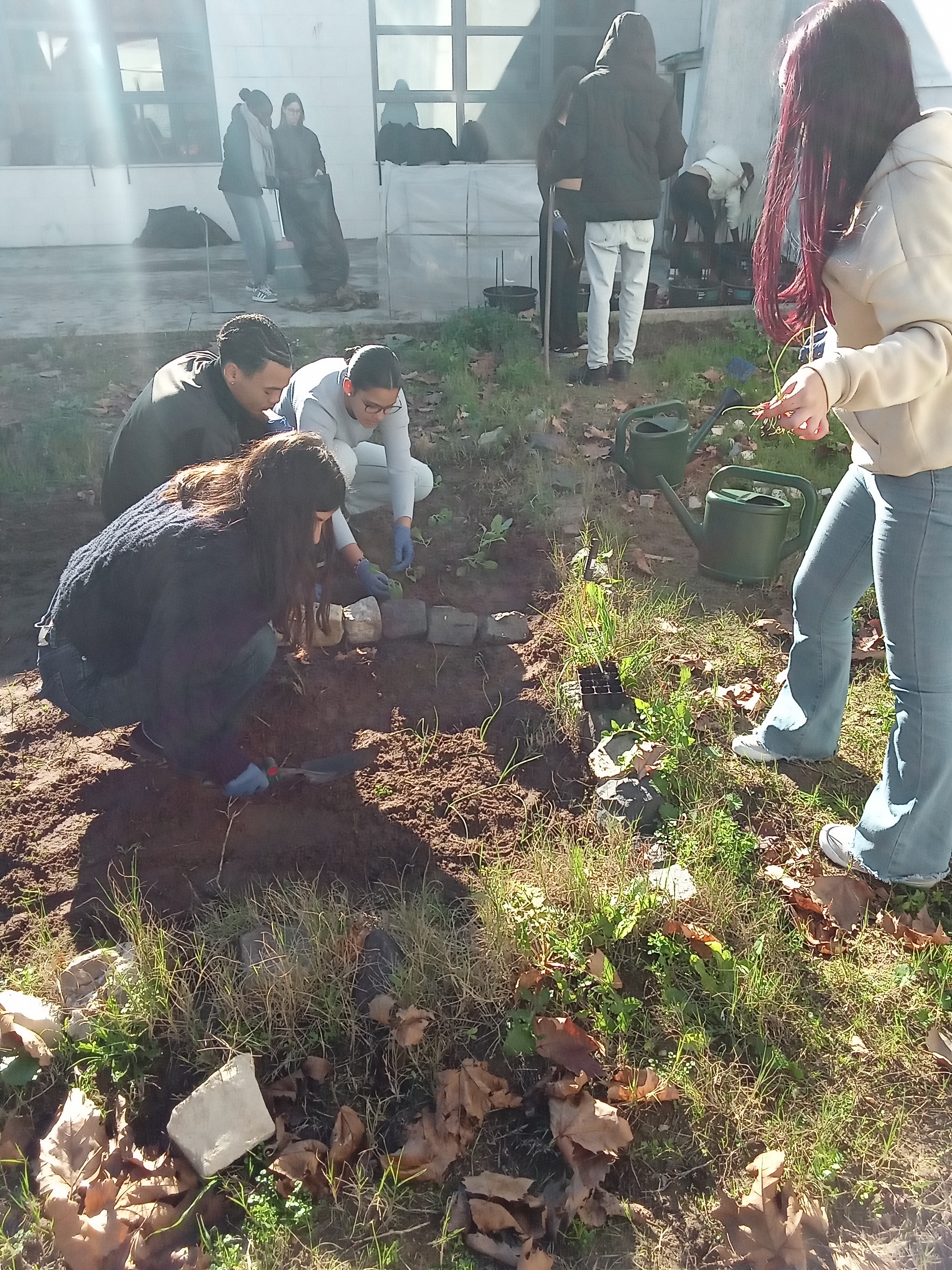 6- Plantação de cebolo e alho francês
