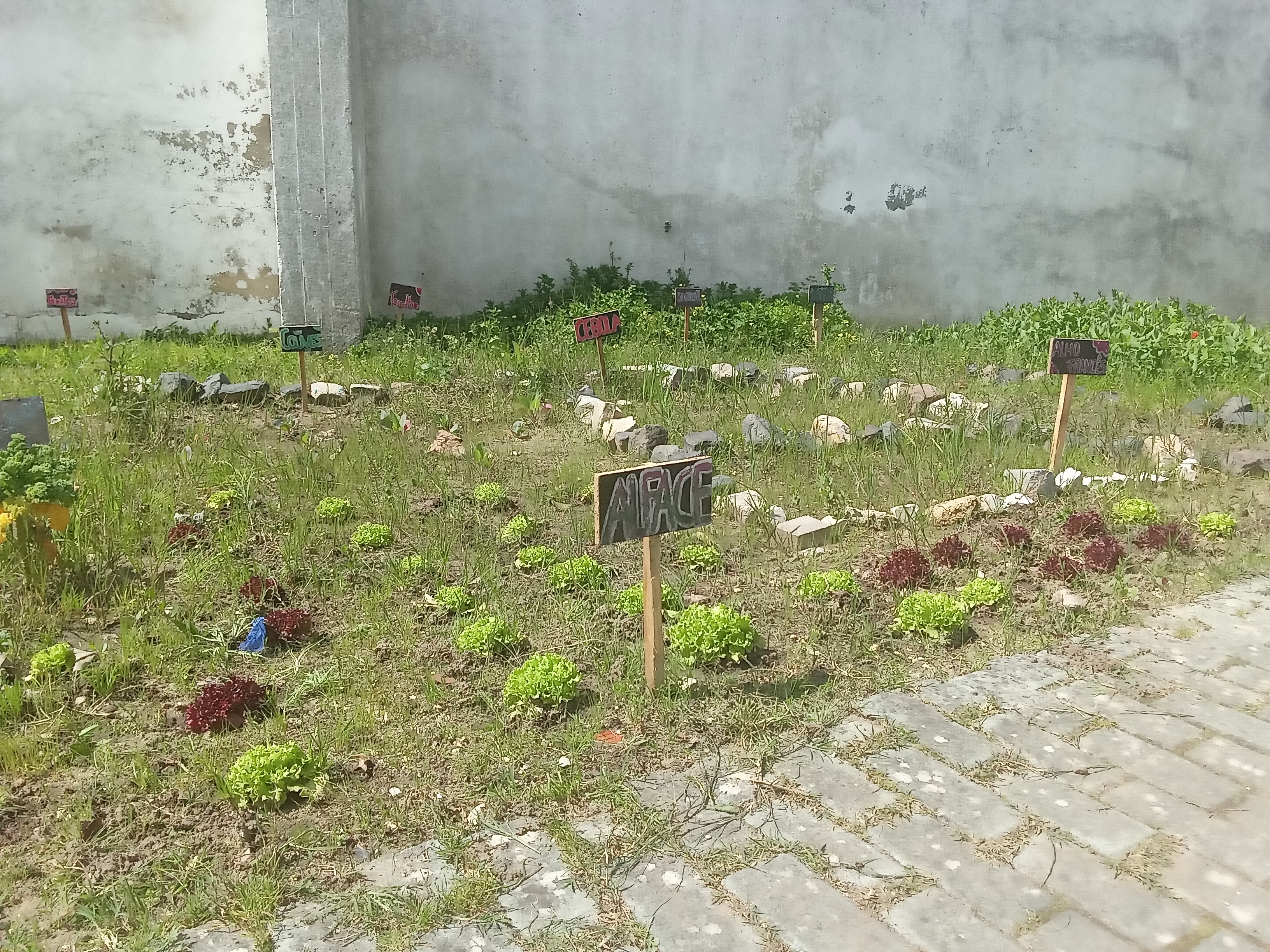Plantação de alfaces, couves, cebolas e alho-francês