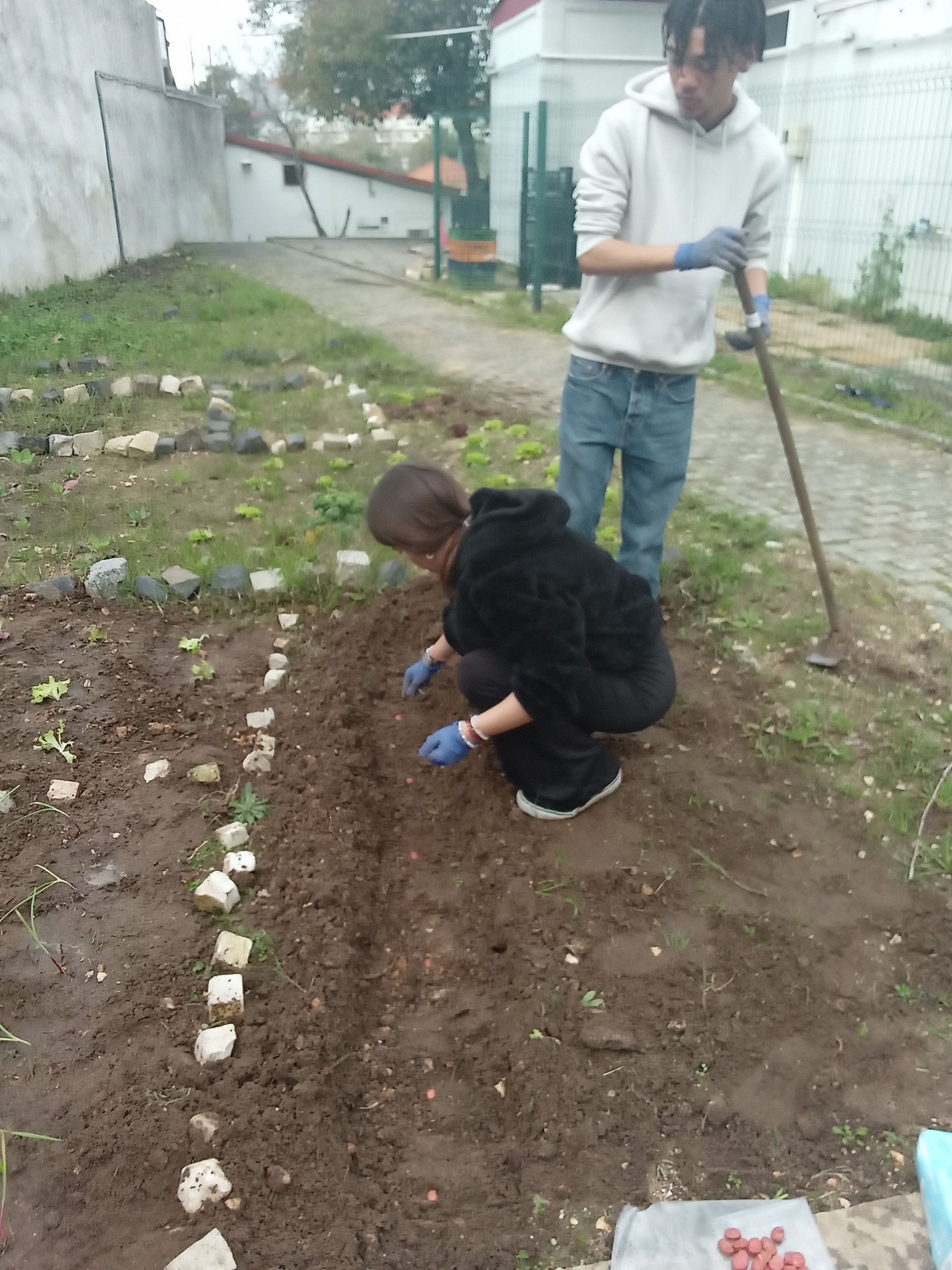 Sementeira de favas
