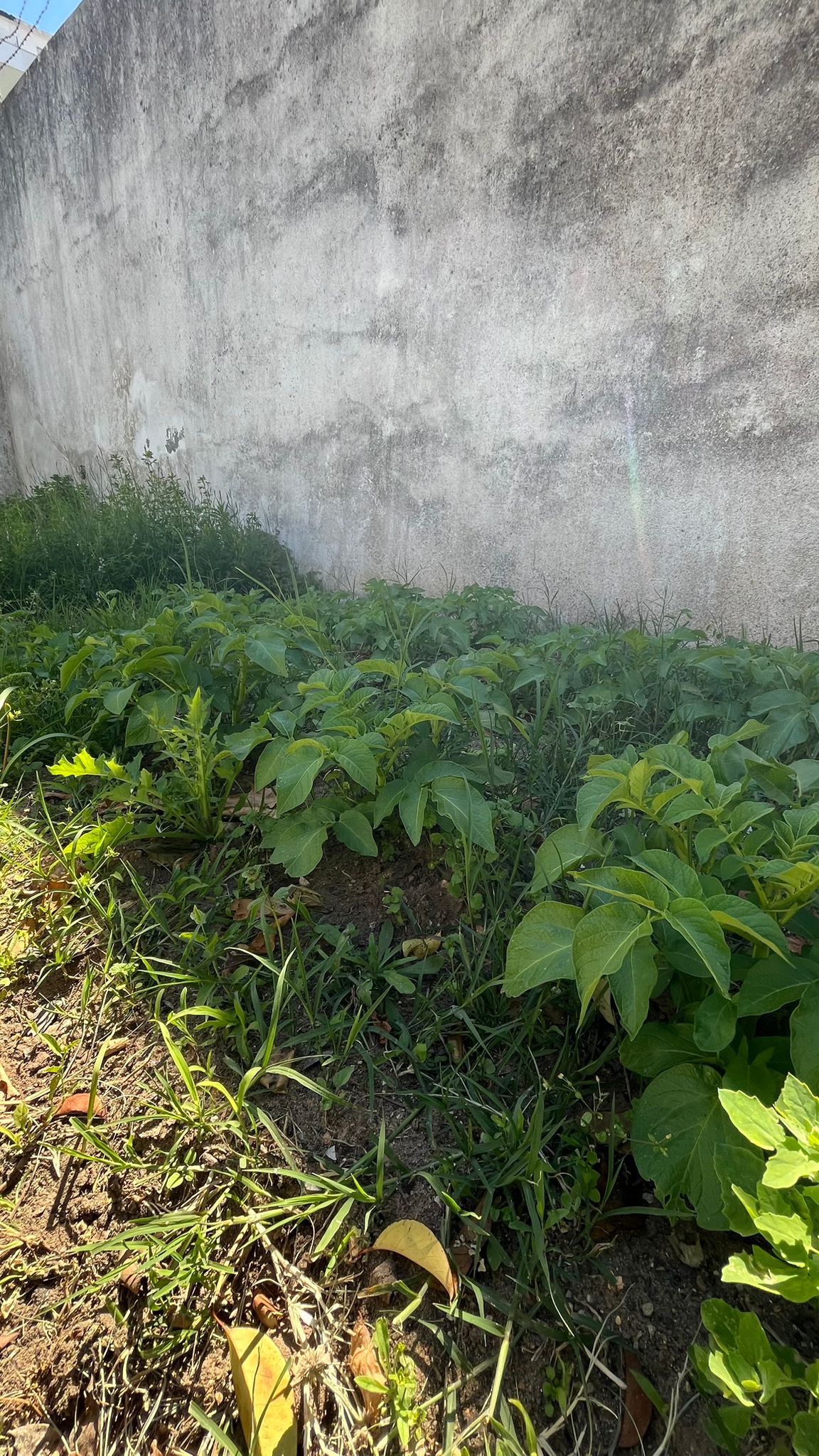 Sementeira de batatas