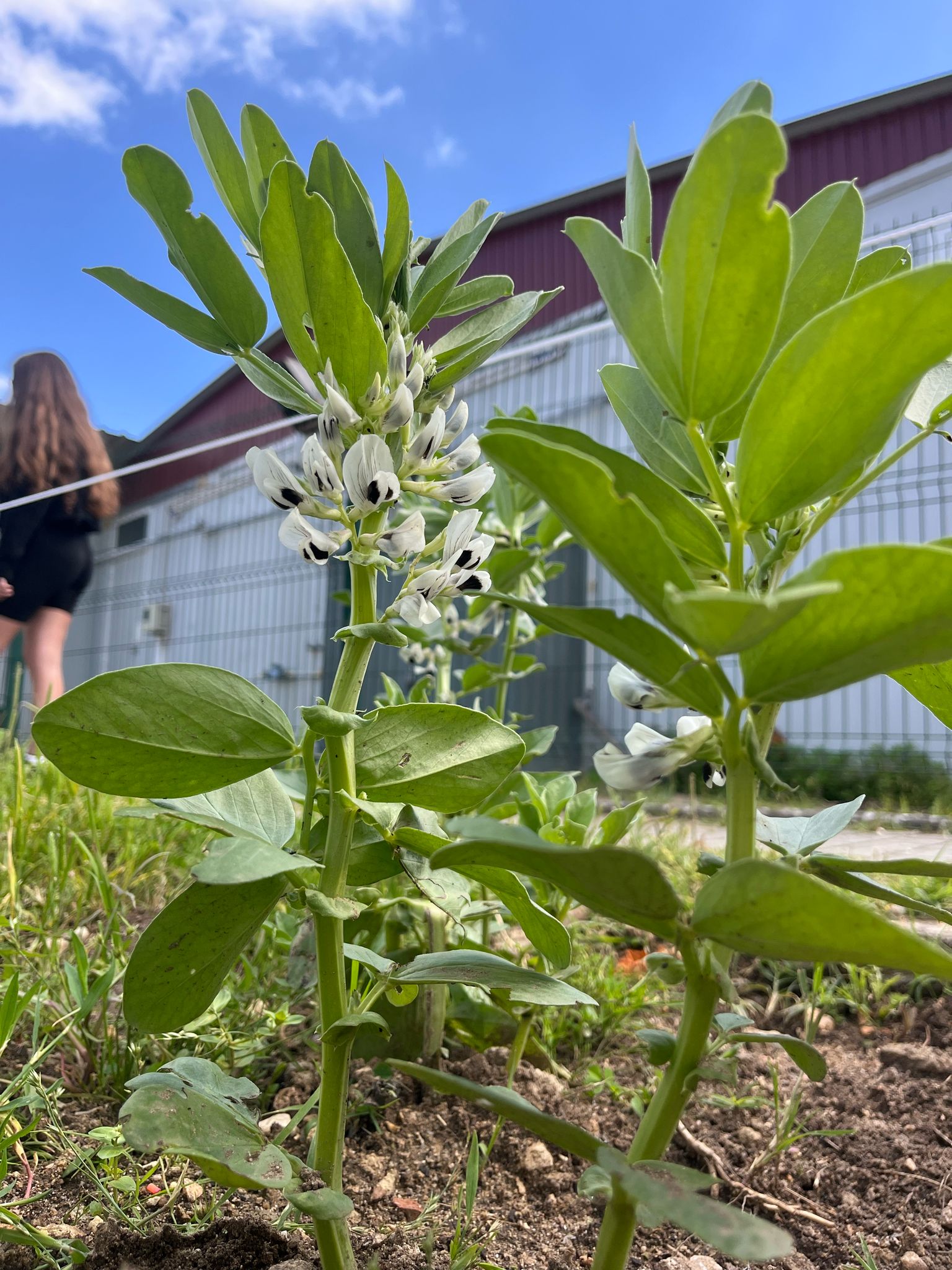 Favas em flor