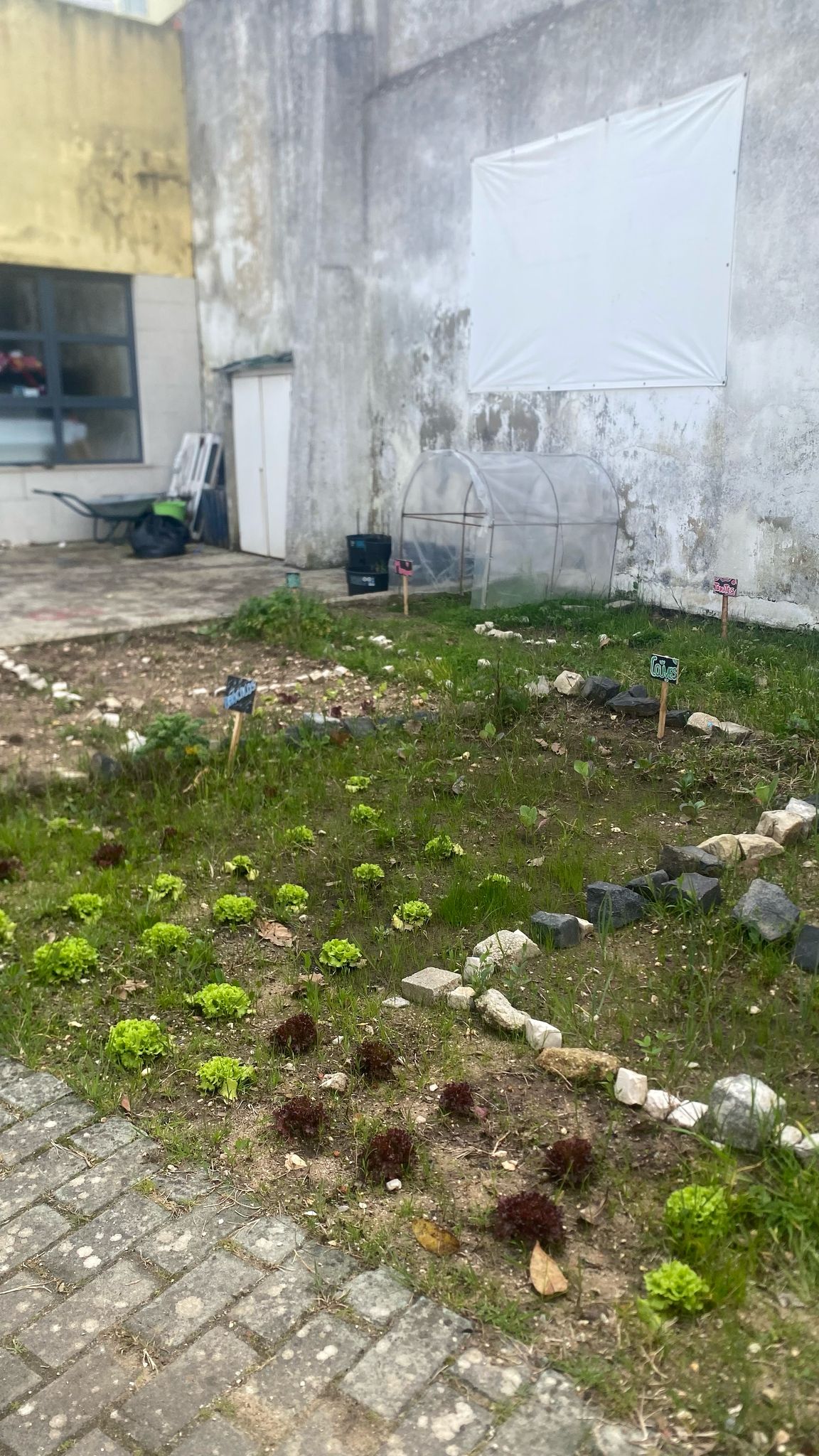 Horta em desenvolvimento: sementeira e plantações