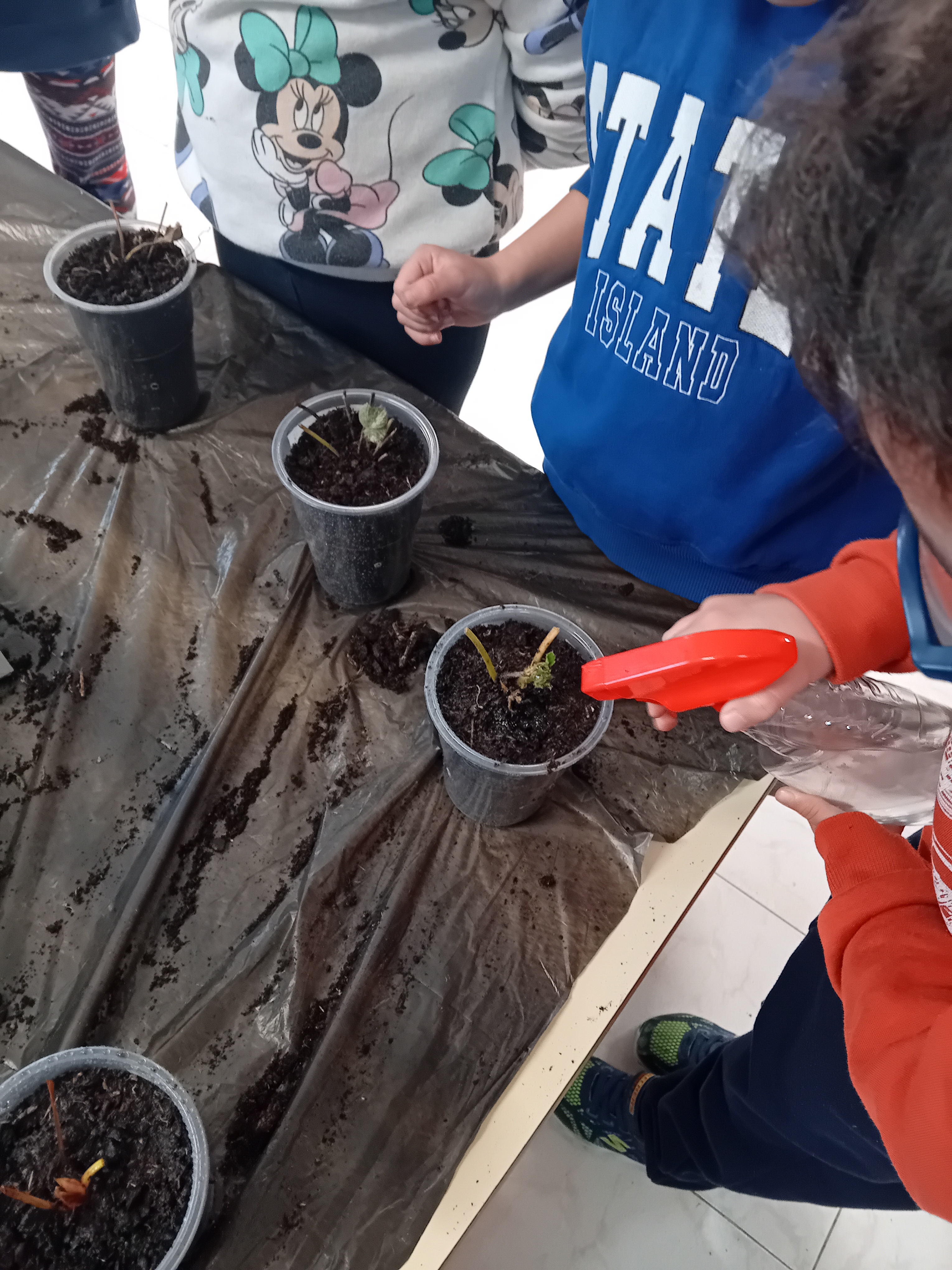 Plantação de morangos