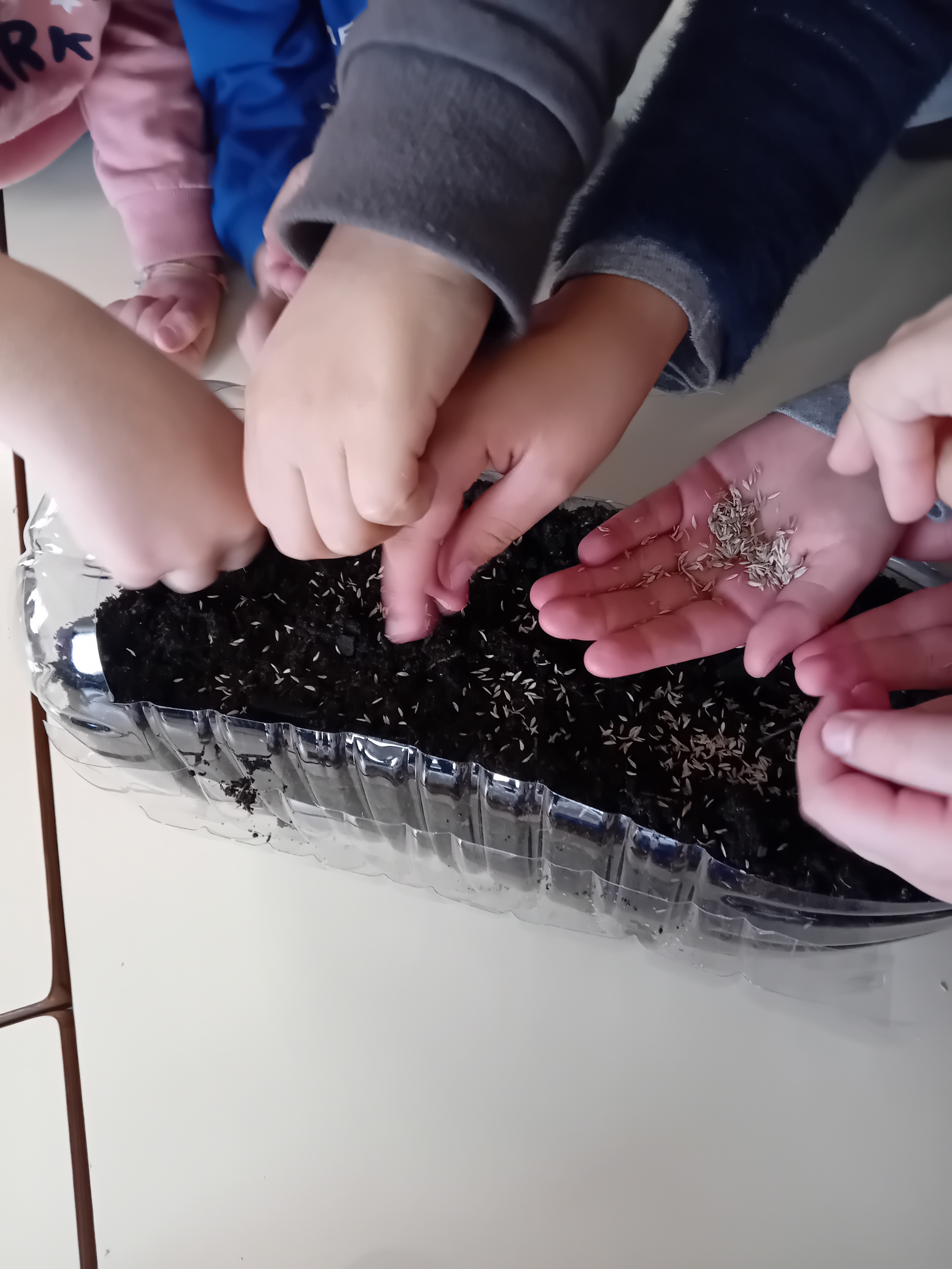 Construção de plano de germinação