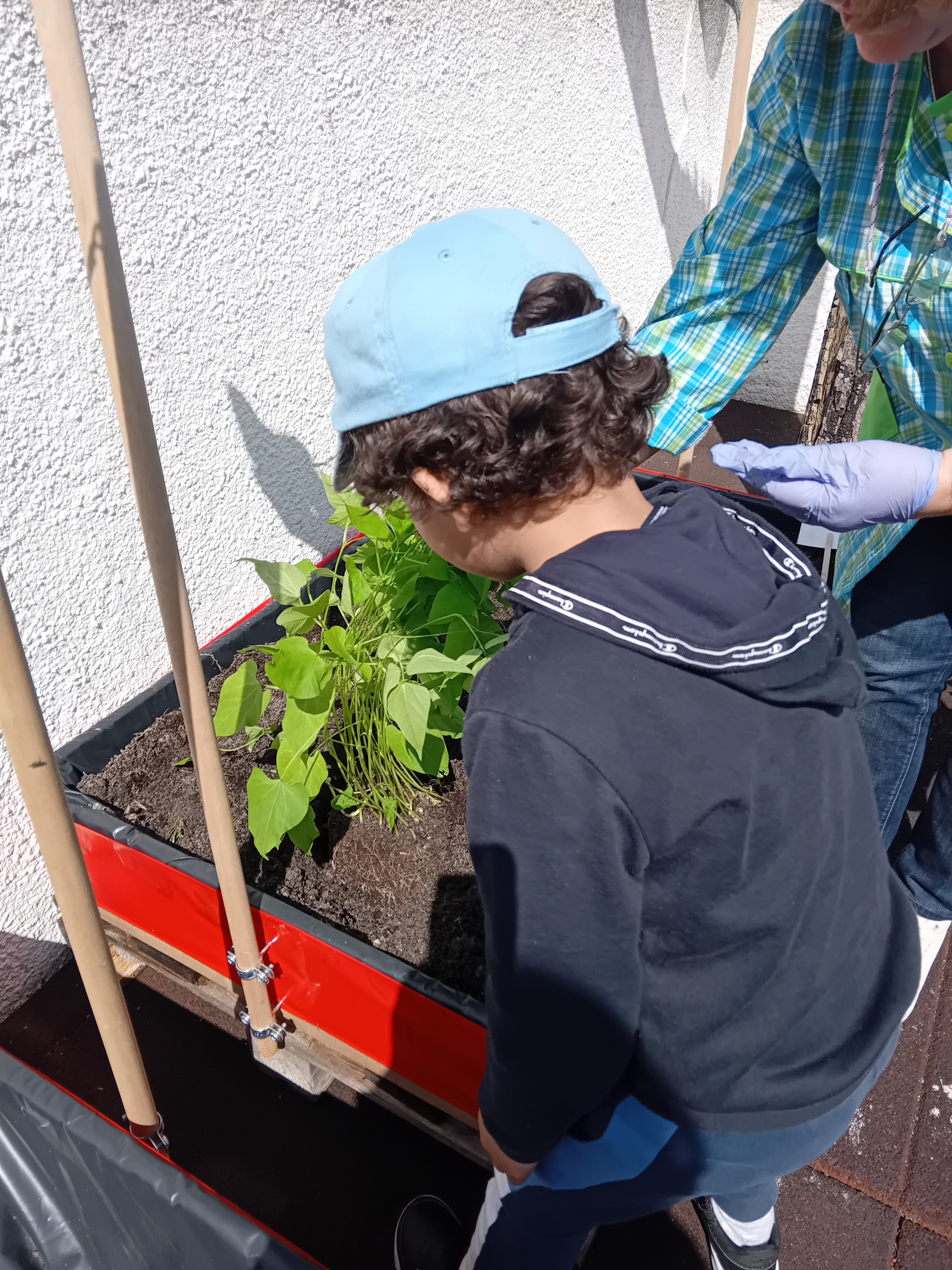 Mudar as plantas do plano de germinação para a horta