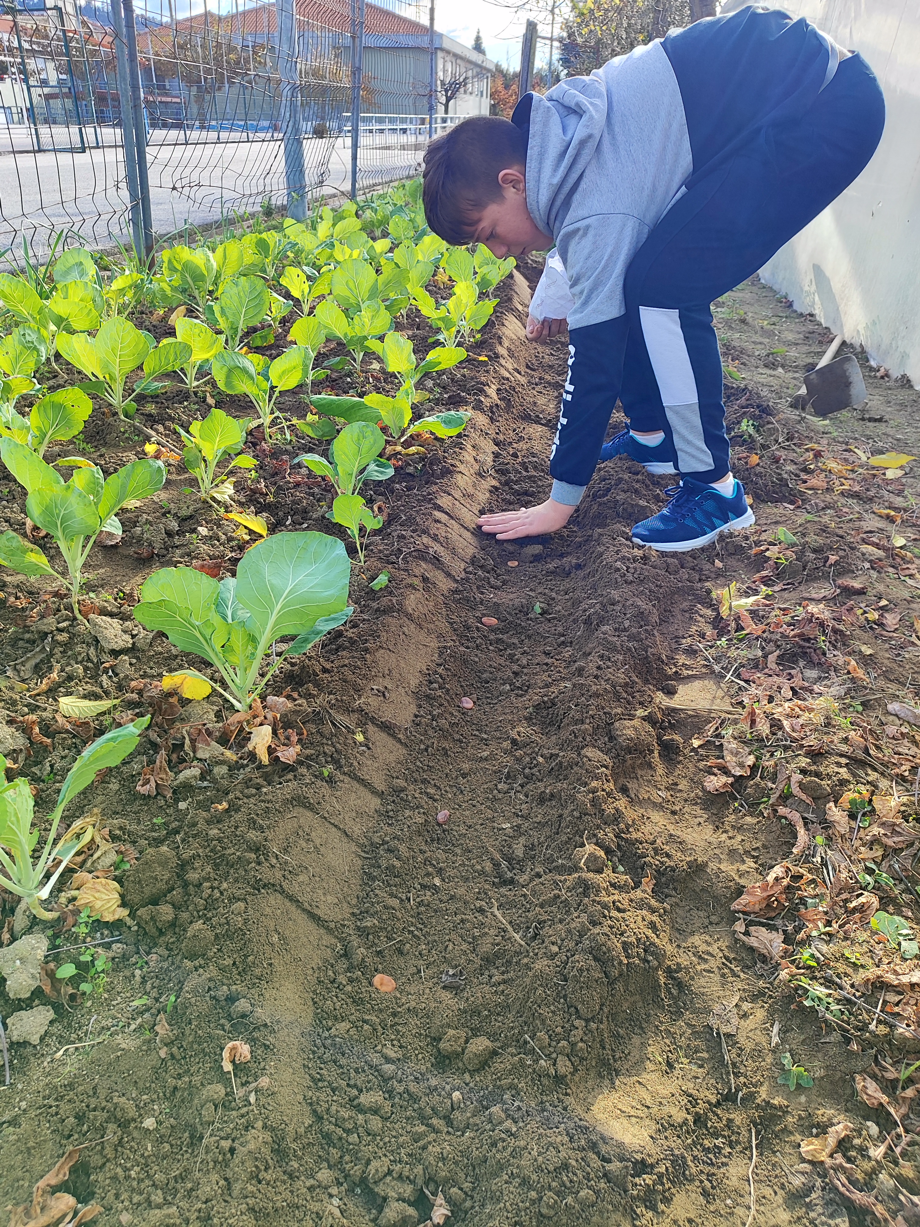 Favas na horta.