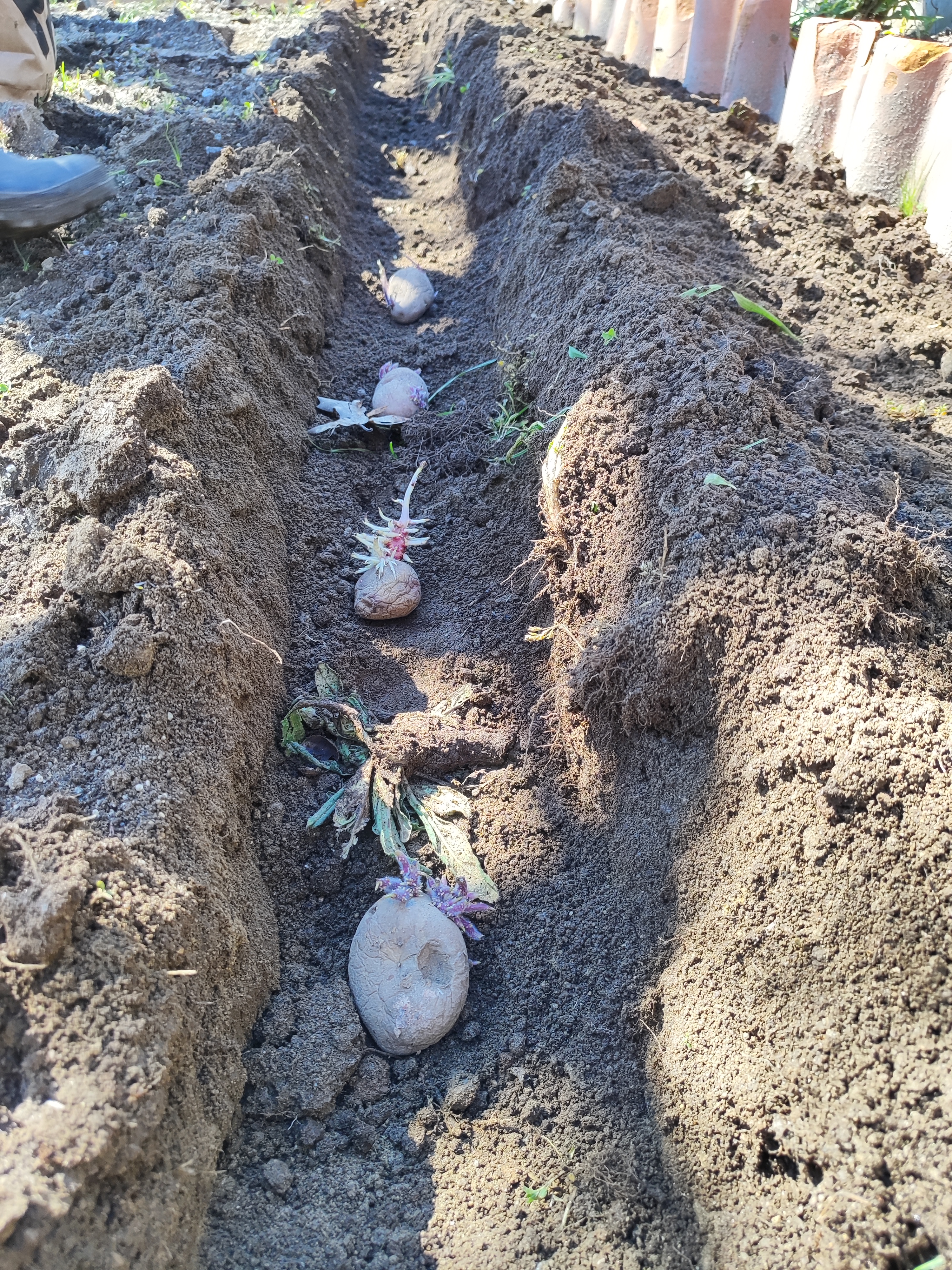 Plantar batatas