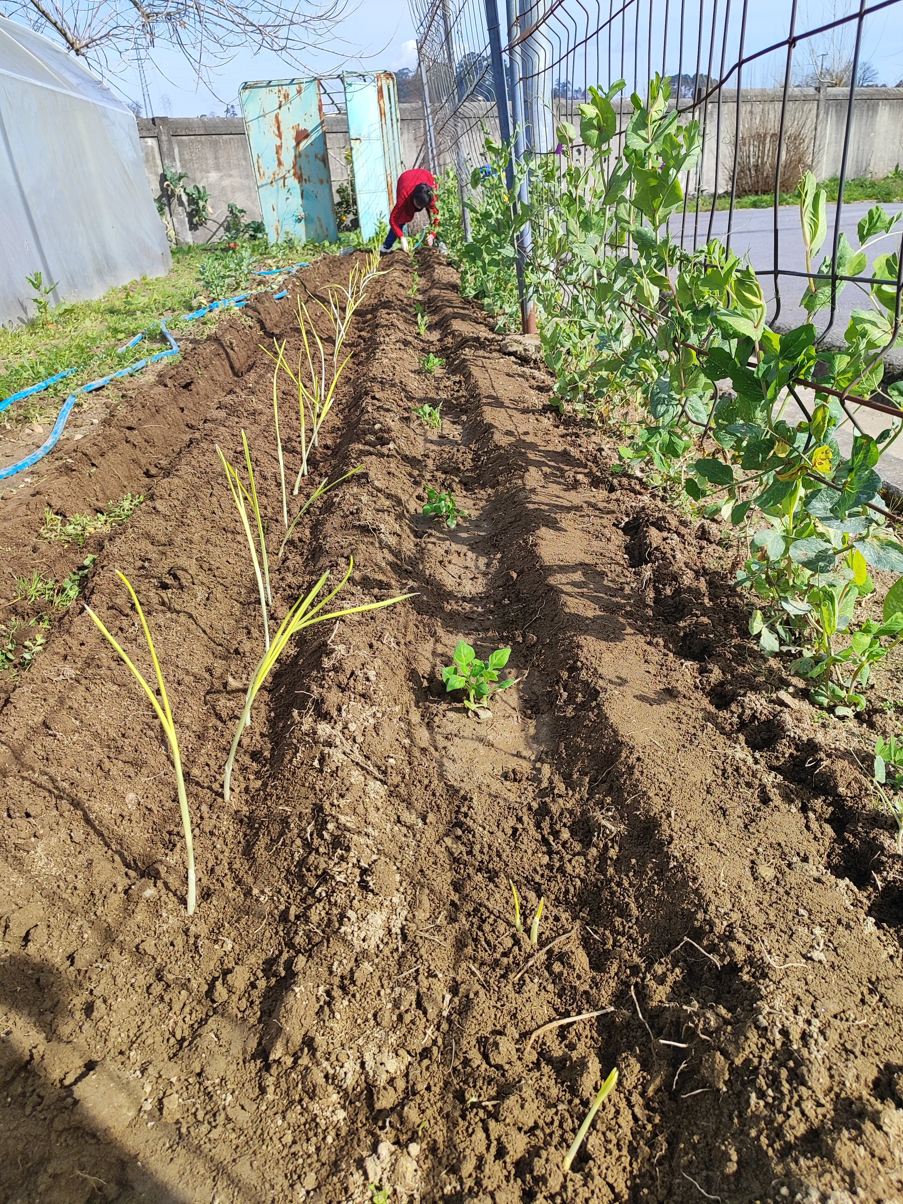 Plantar espinafres
