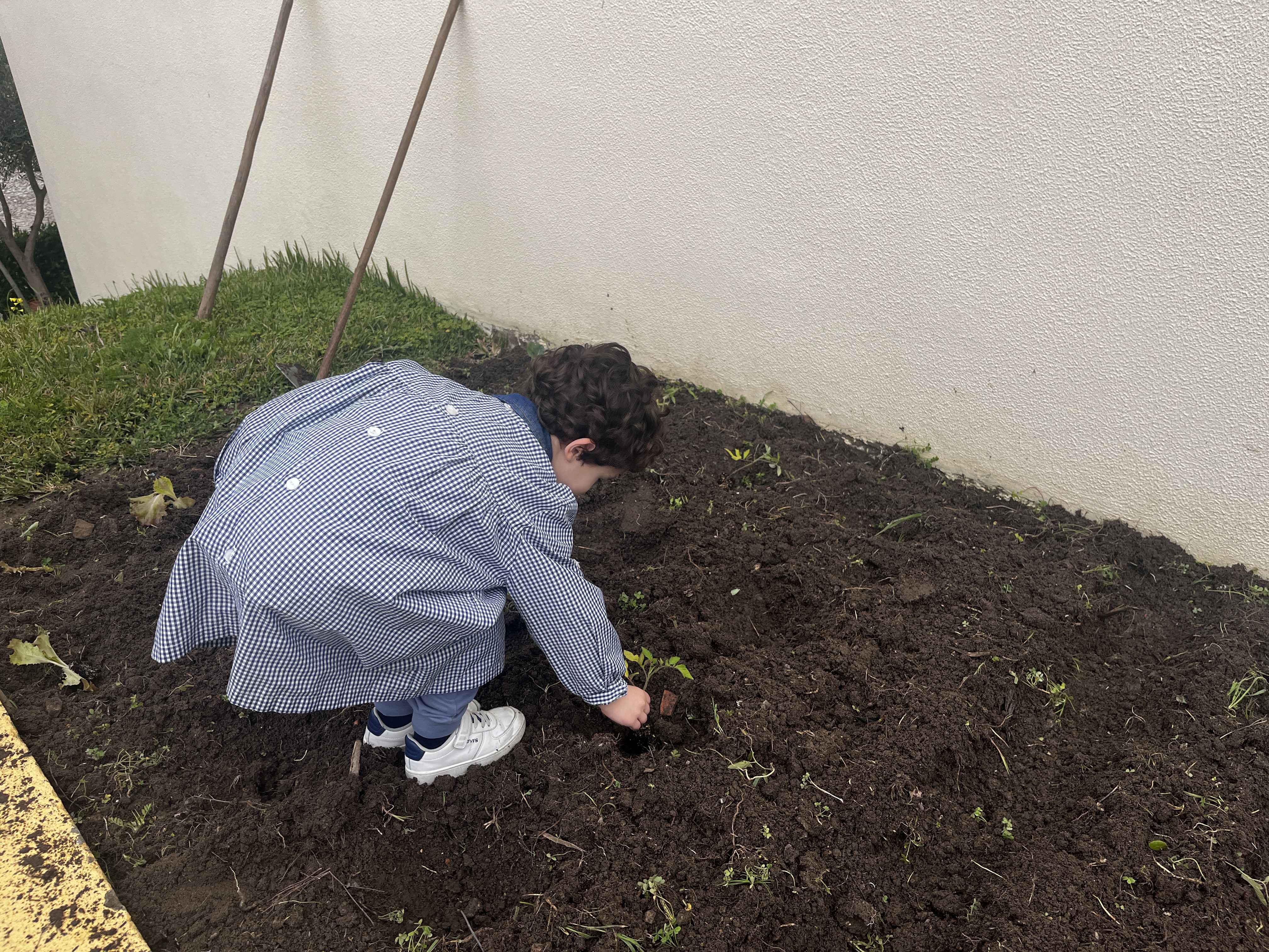 Plantação de tomates