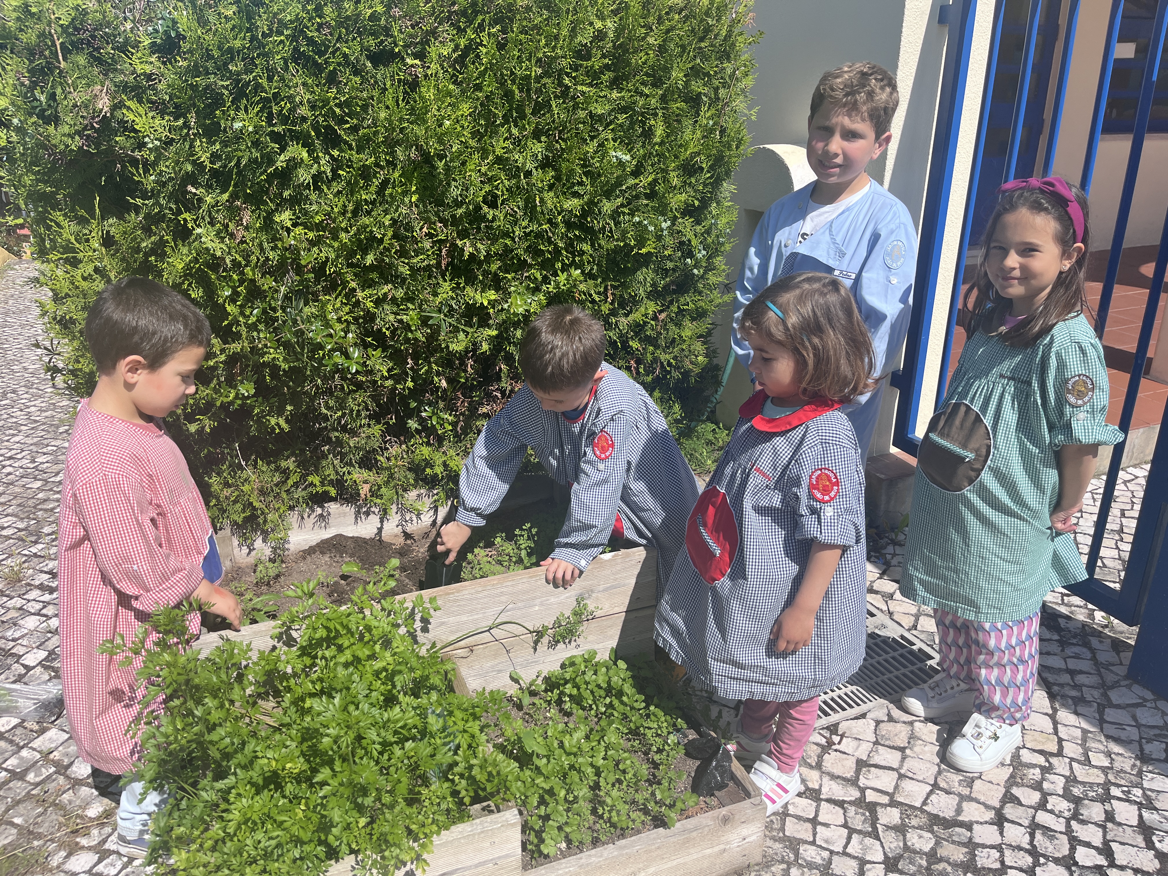 Plantação de hortelã