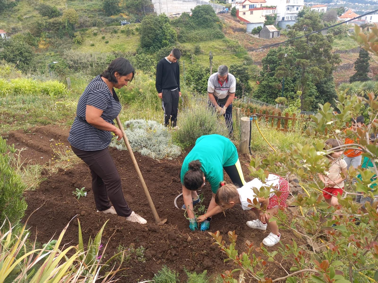 Renovação das aromáticas