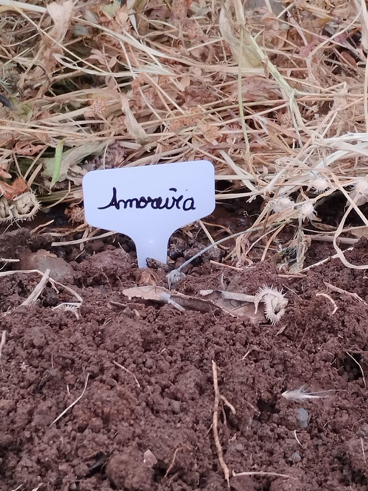 Idenitifcação de novas árvores de fruto