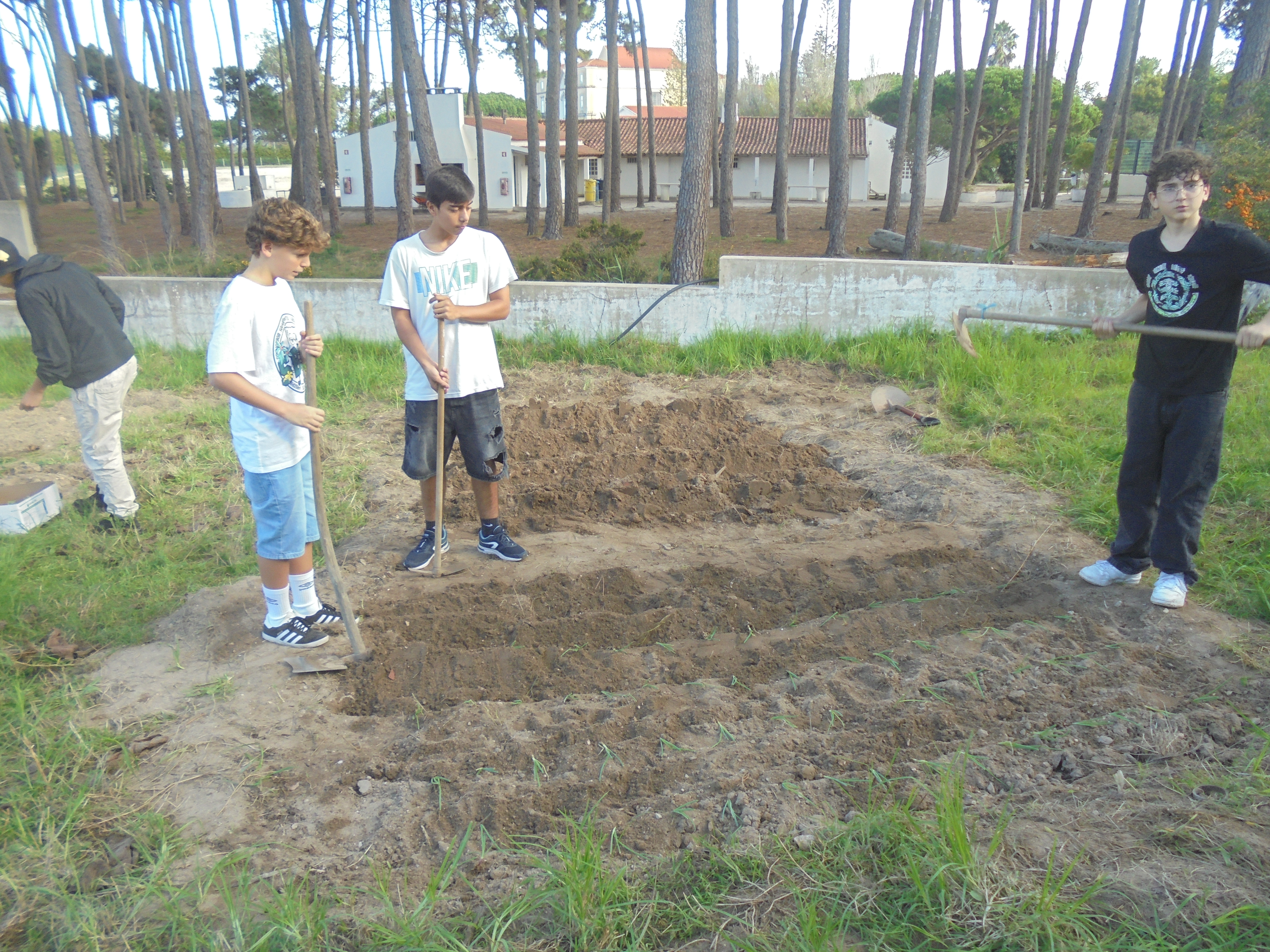 Plantação de favas, alfaces e cebola