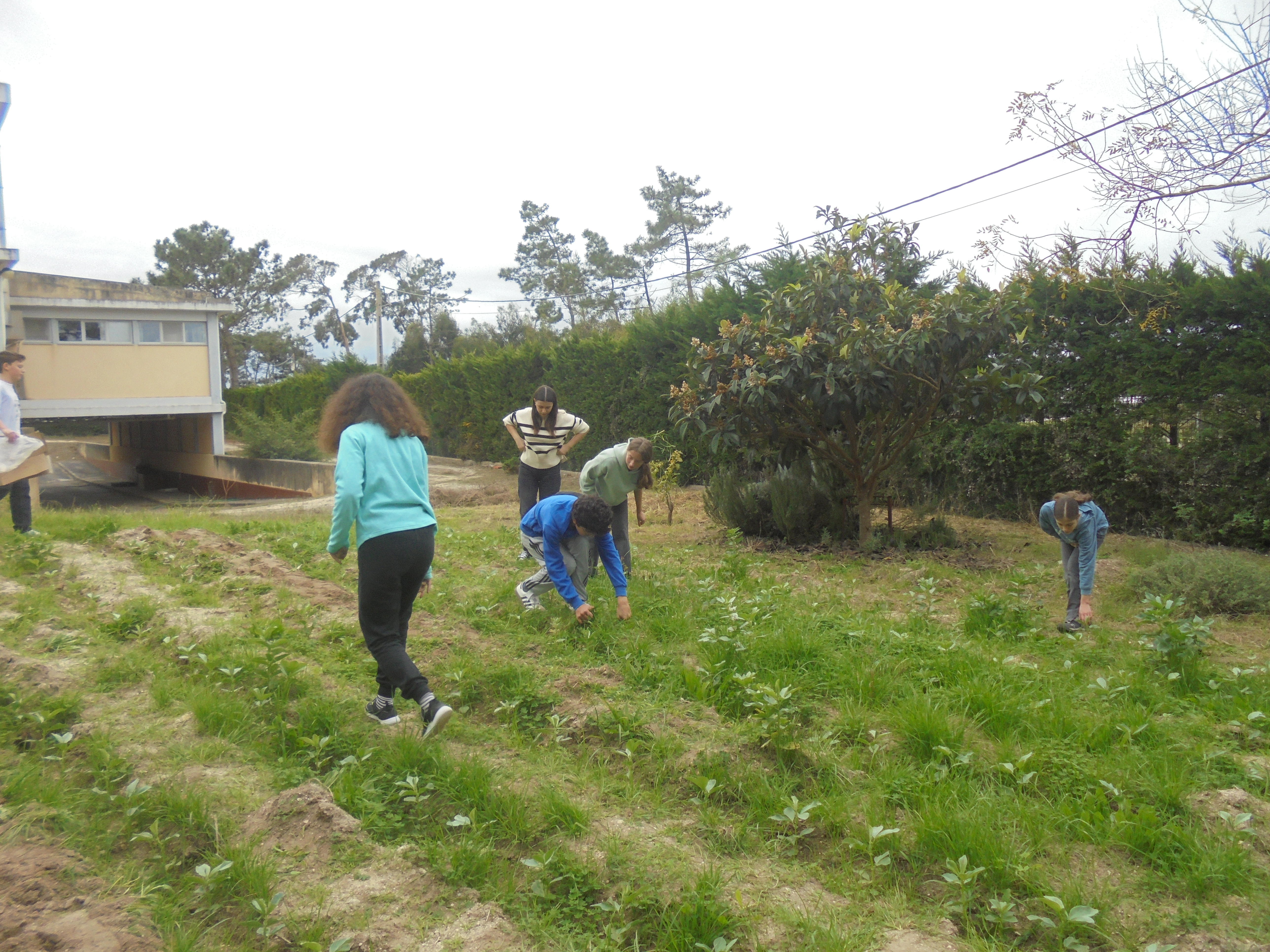 Manutenção das culturas através de rega e de retirar algumas ervas em redor das culturas plantadas
