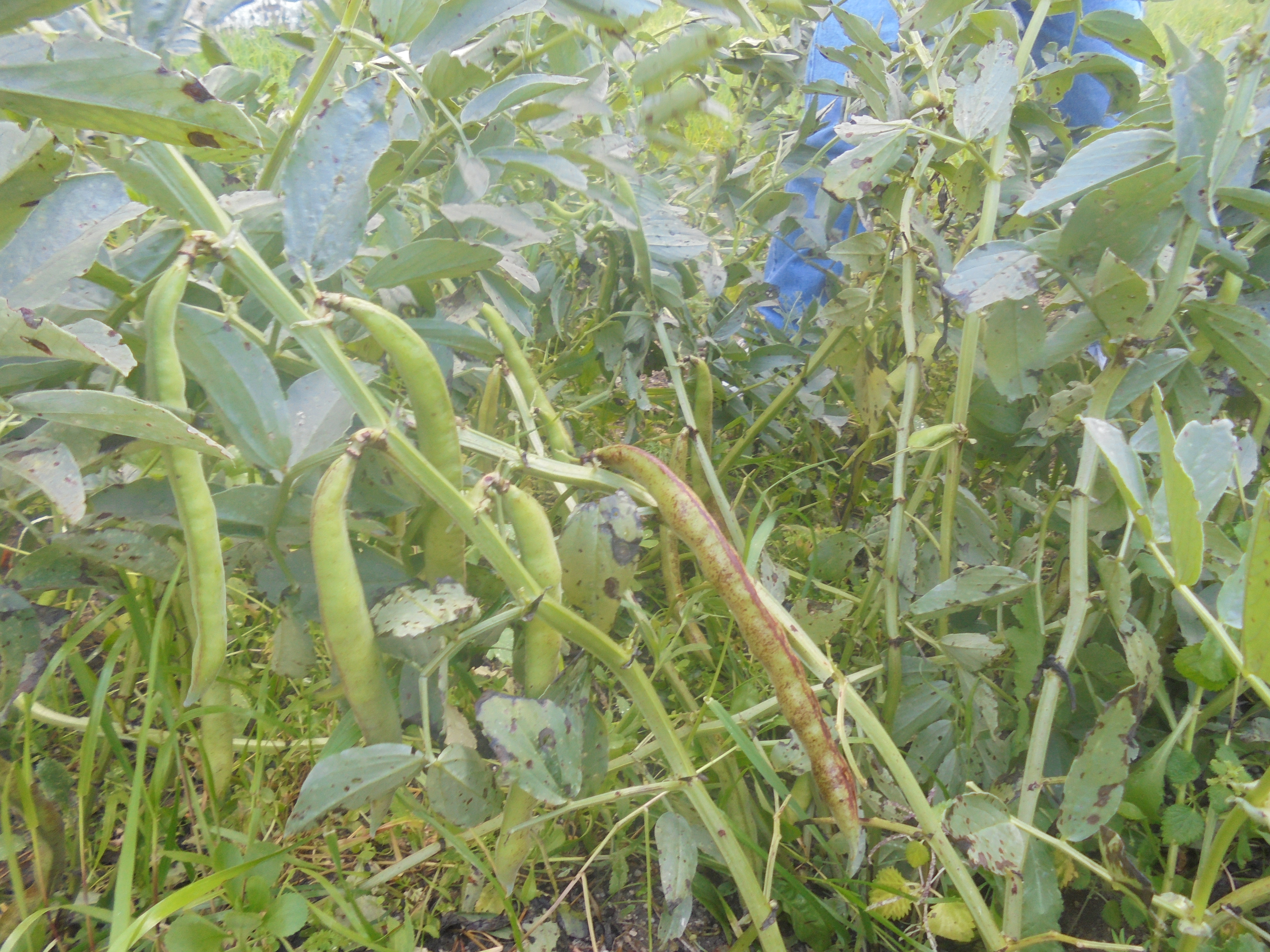 Favas