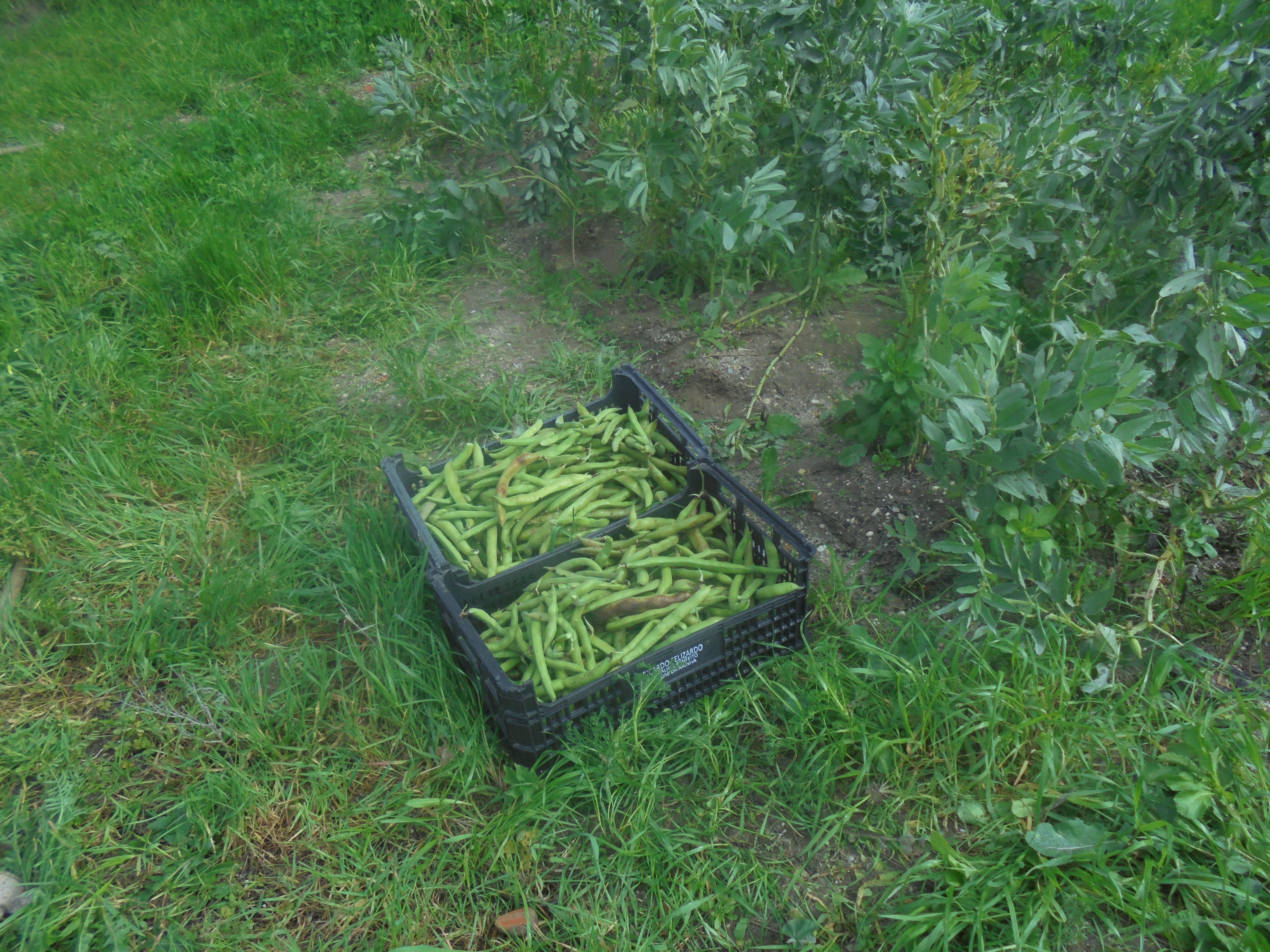 Caixas de favas