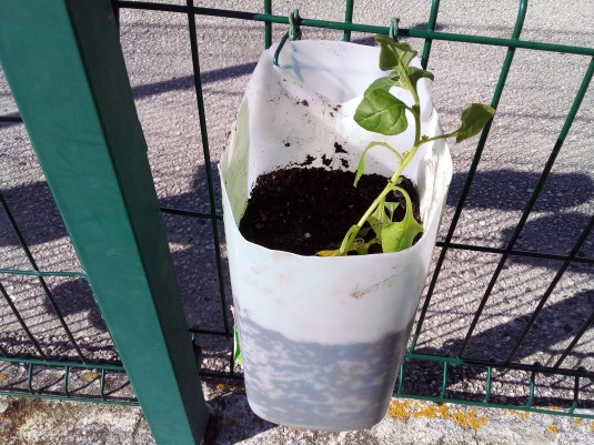 Horta vertical - plantações de morangueiros, espinafres, salsa, coentros…