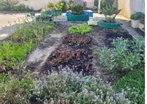 Horta em crescimento