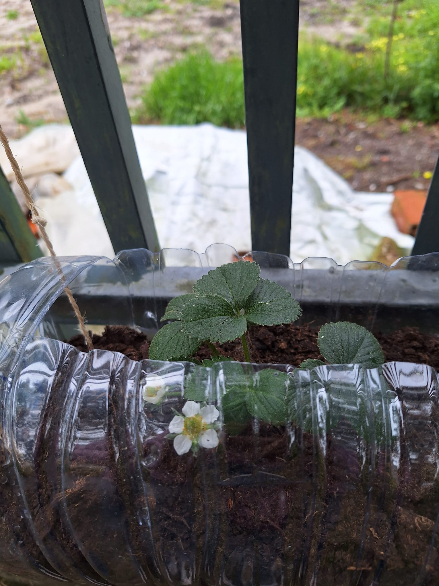 morangueiro em flor. Os morangos cresceram com diferença de tempo, não foi possível colher. Durante a rega os alunos quando viam um morango maduro acabaram por comer