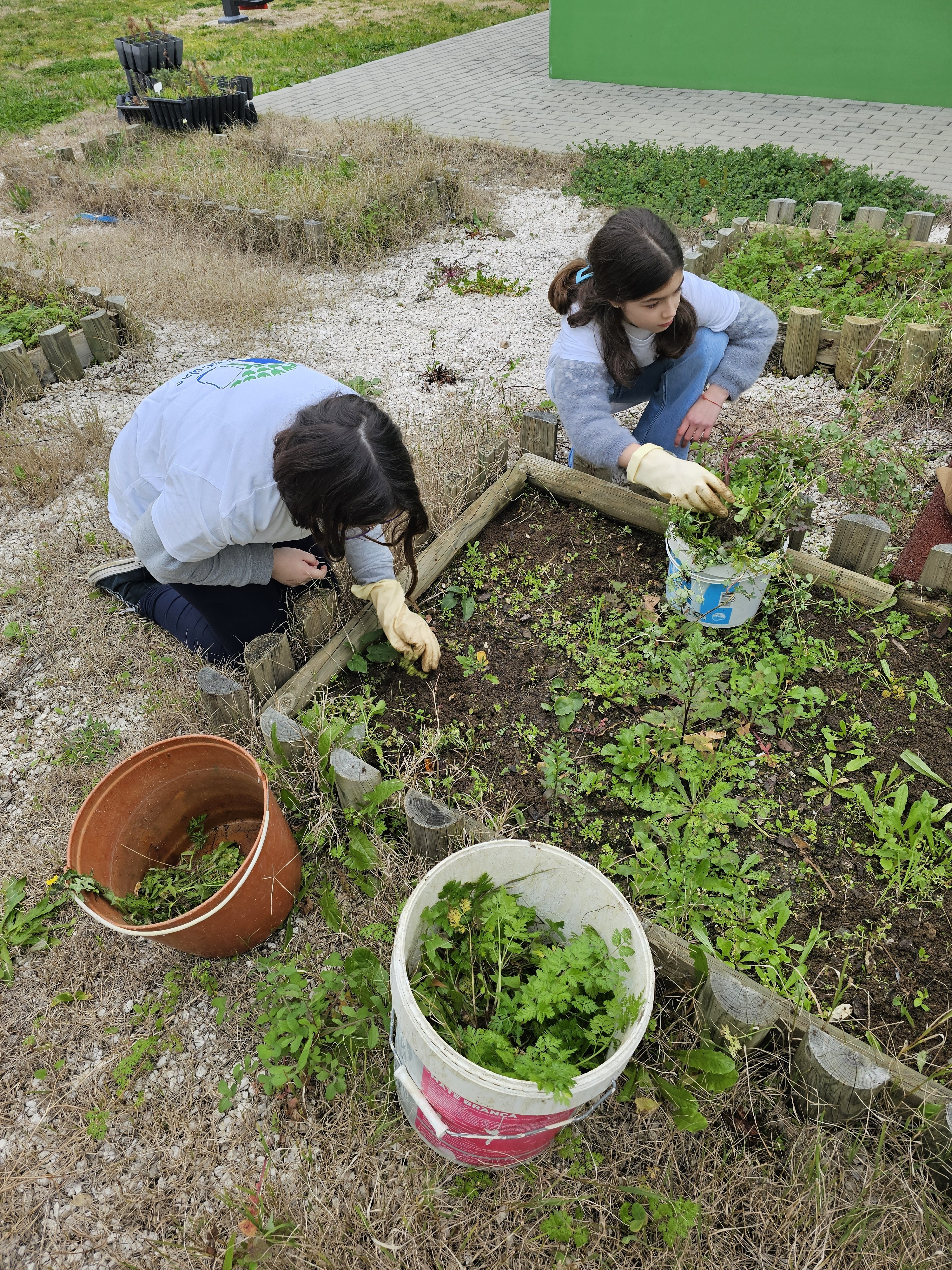 Preparação da terra - Extração de ervas daninhas pelo Conselho Eco-Escola