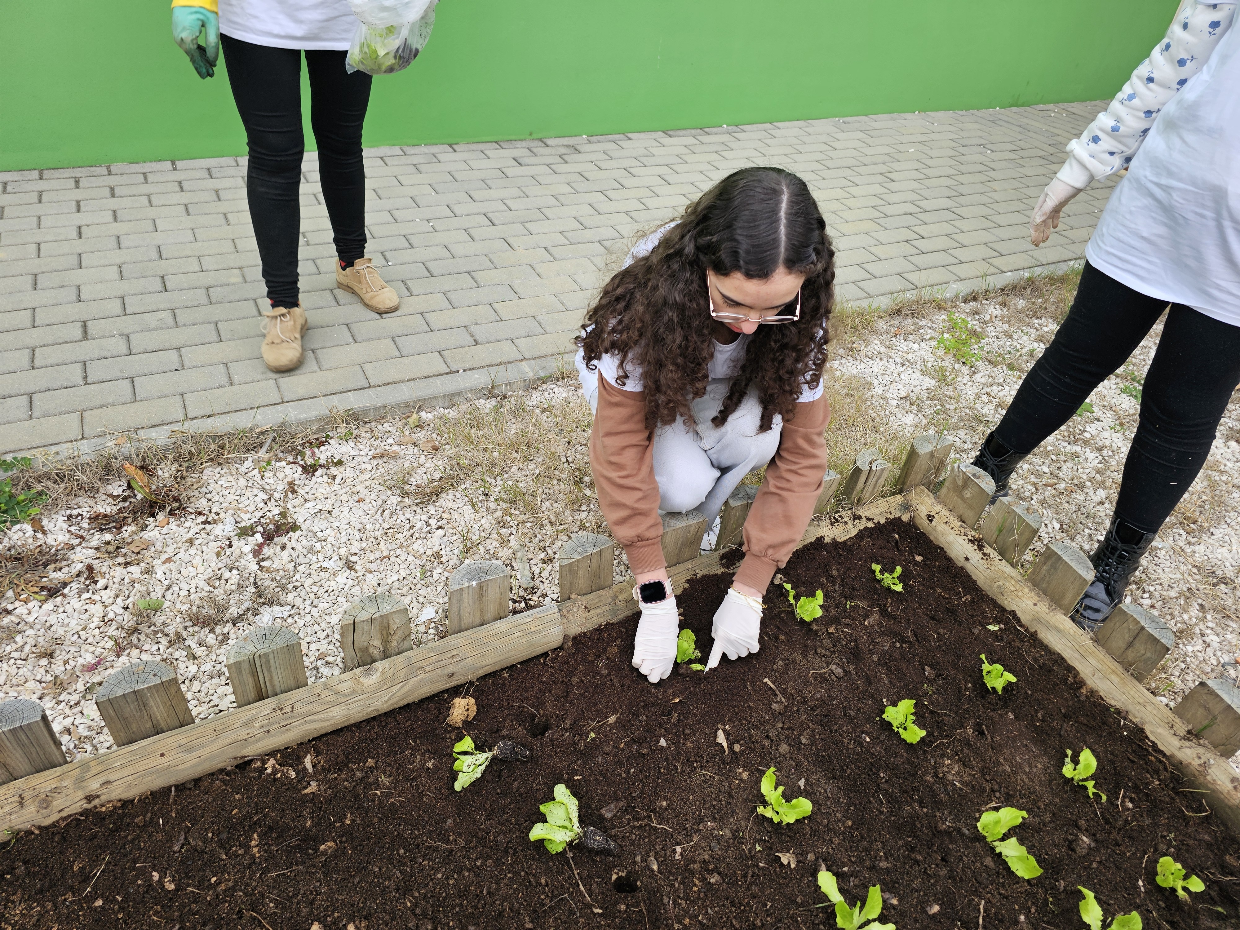 Plantação de alface