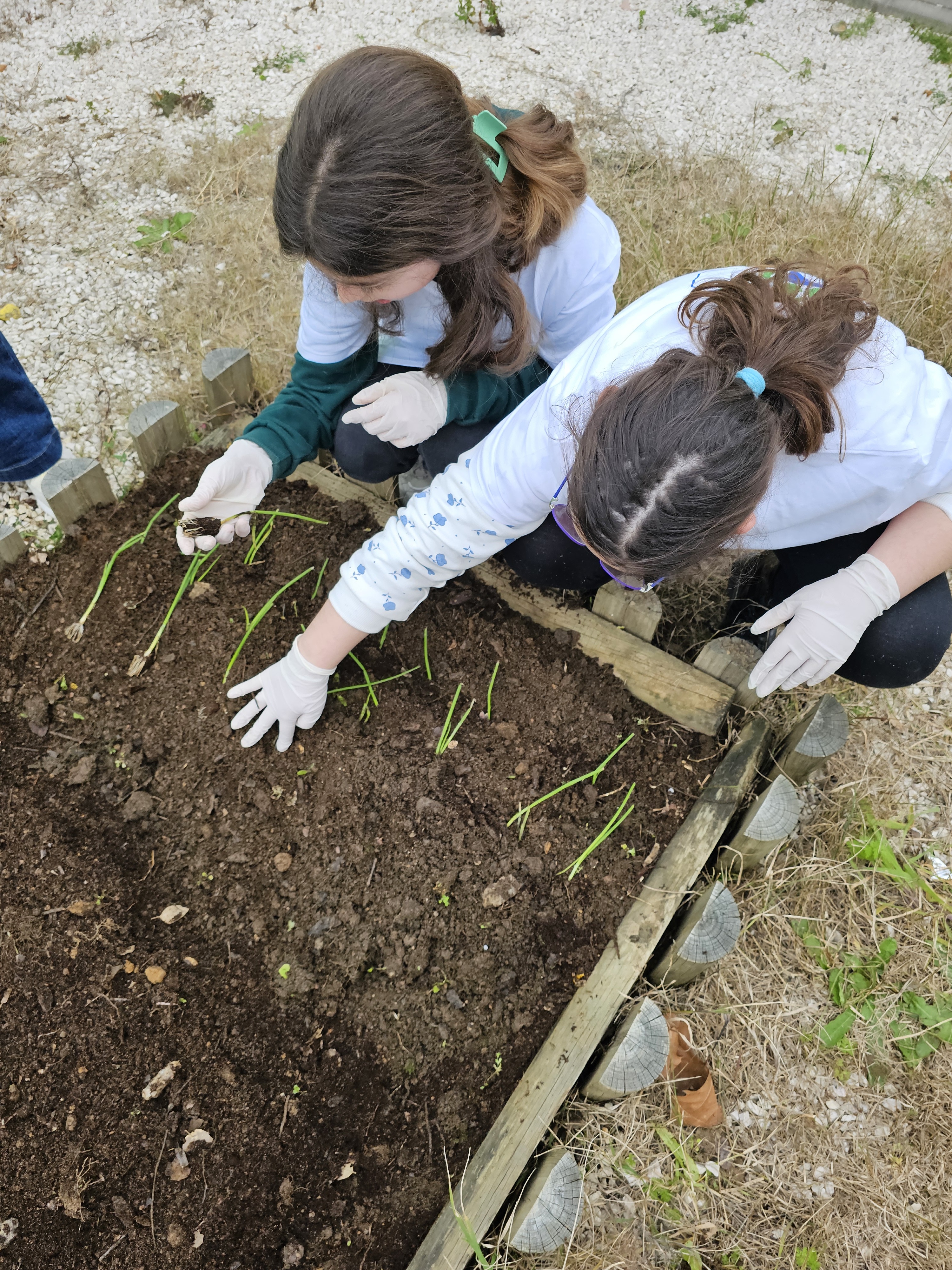 Plantação de cebolo
