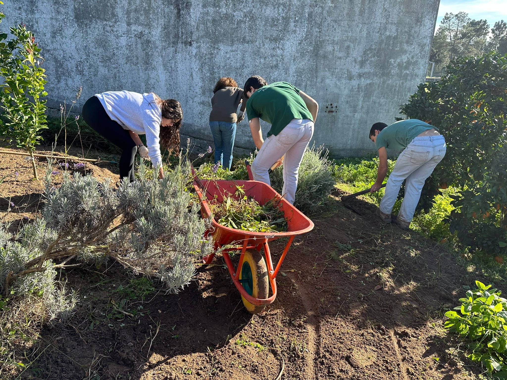 Elemento da comunidade a ajudar na limpeza da horta