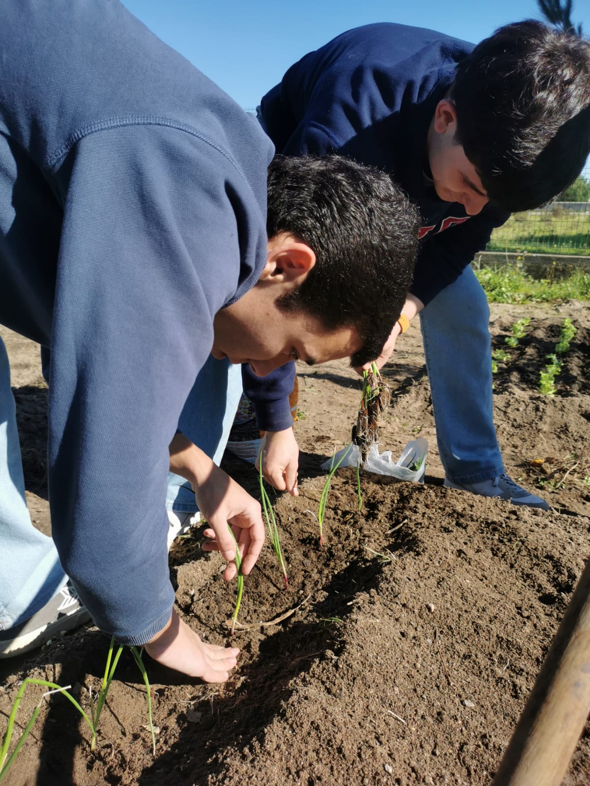 Plantação de cebolo.