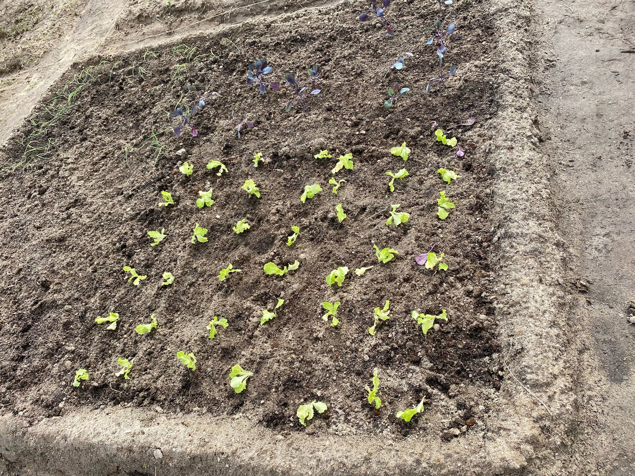 Plantação de alfaces e couves