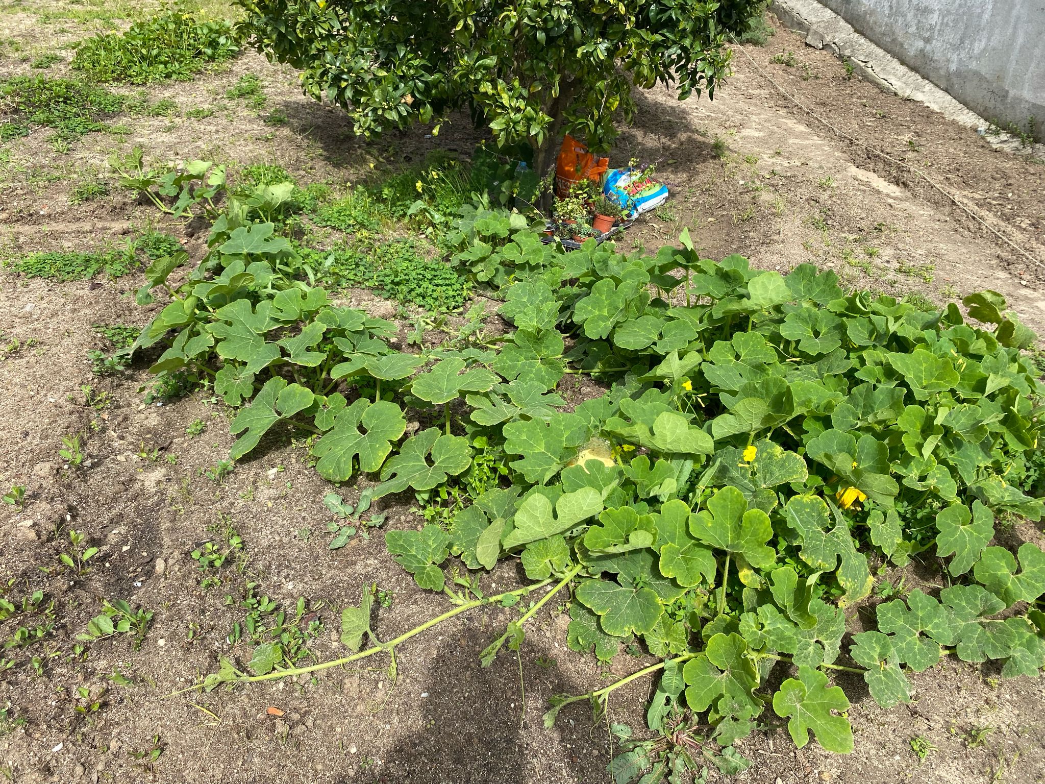 Plantas de abóboras