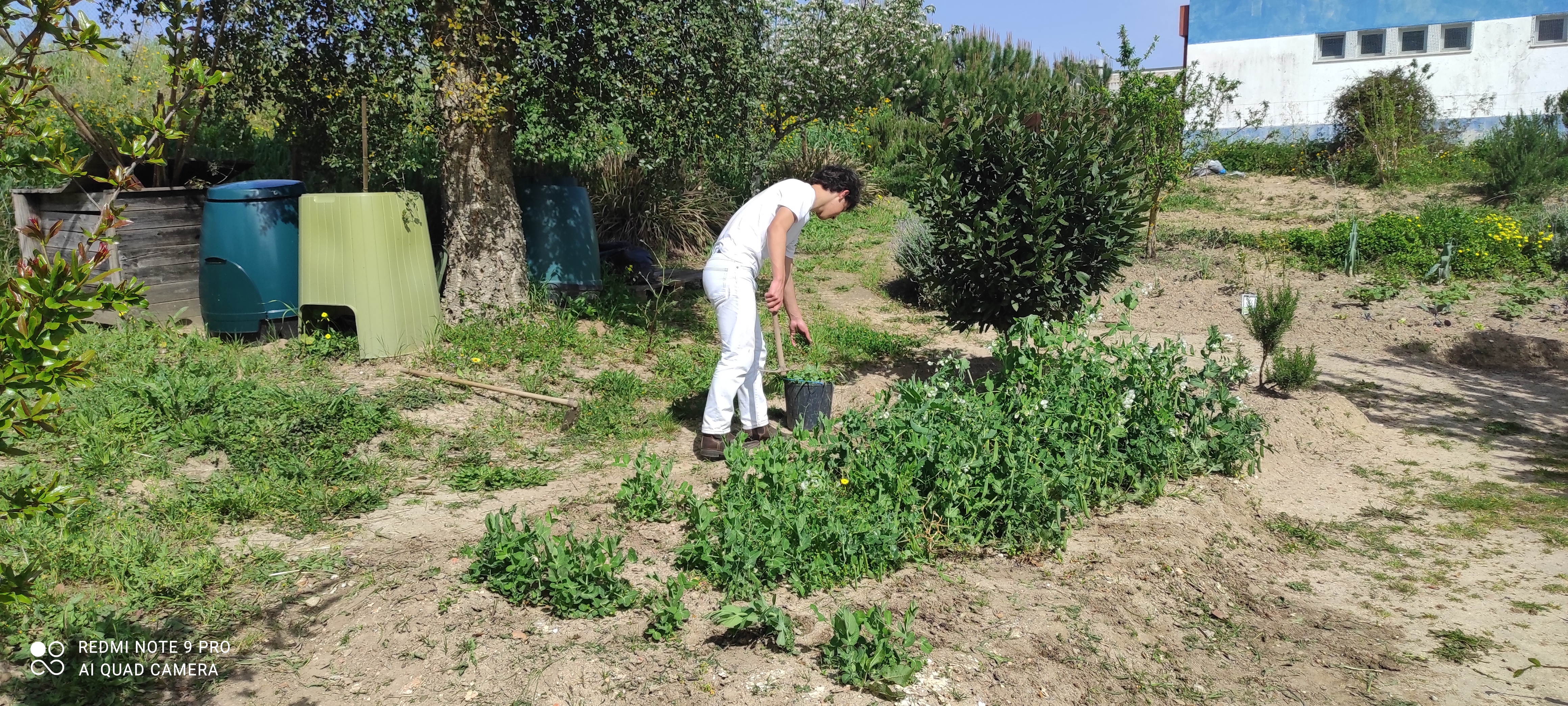 Aluno a cuidar das plantas de favas e ervilhas