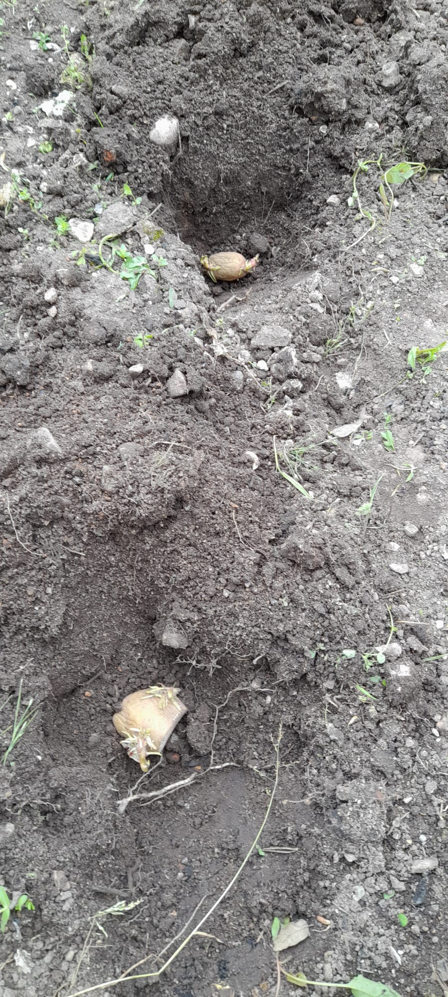A sementeira da batata