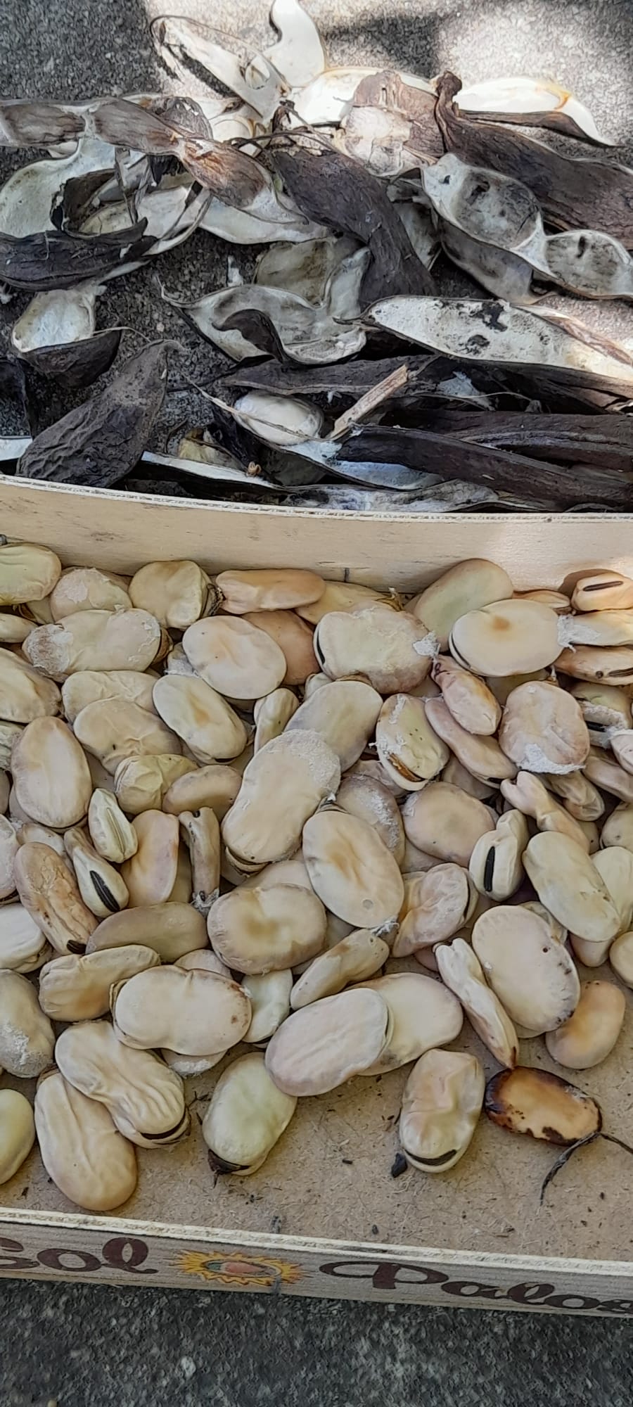 Sementa da fava para o ano seguinte
